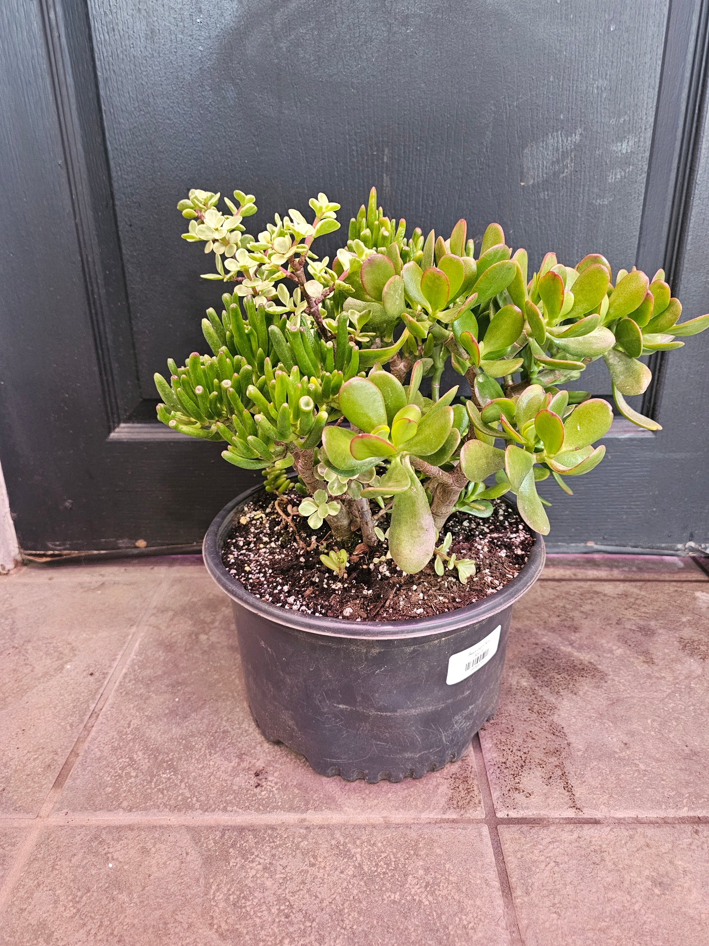 Succulent Mix