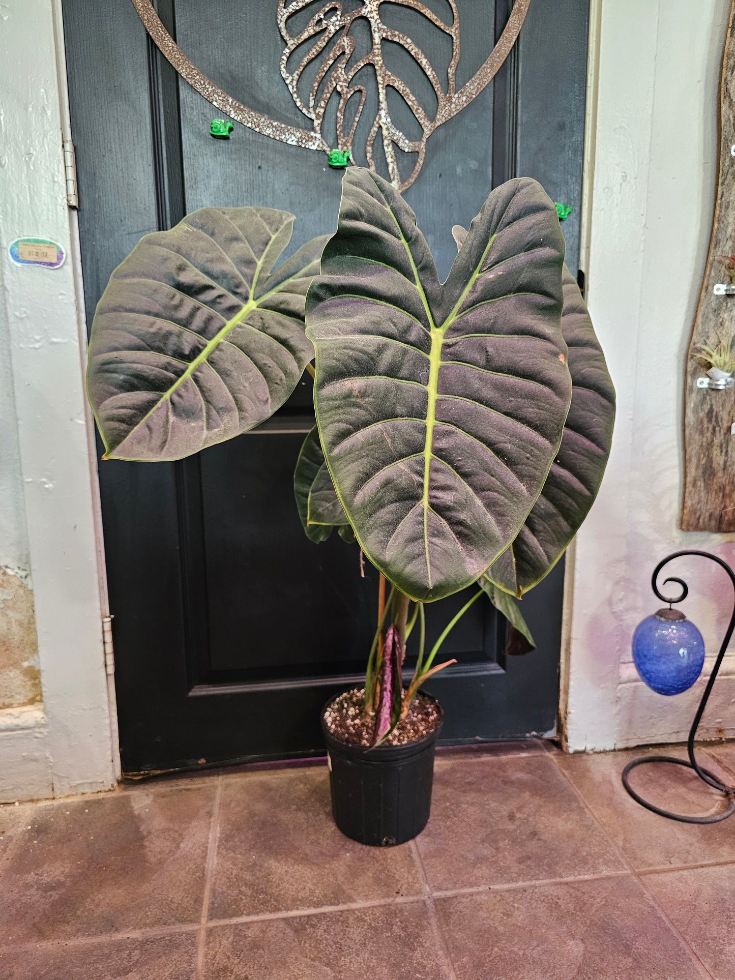 Alocasia Golden Bone