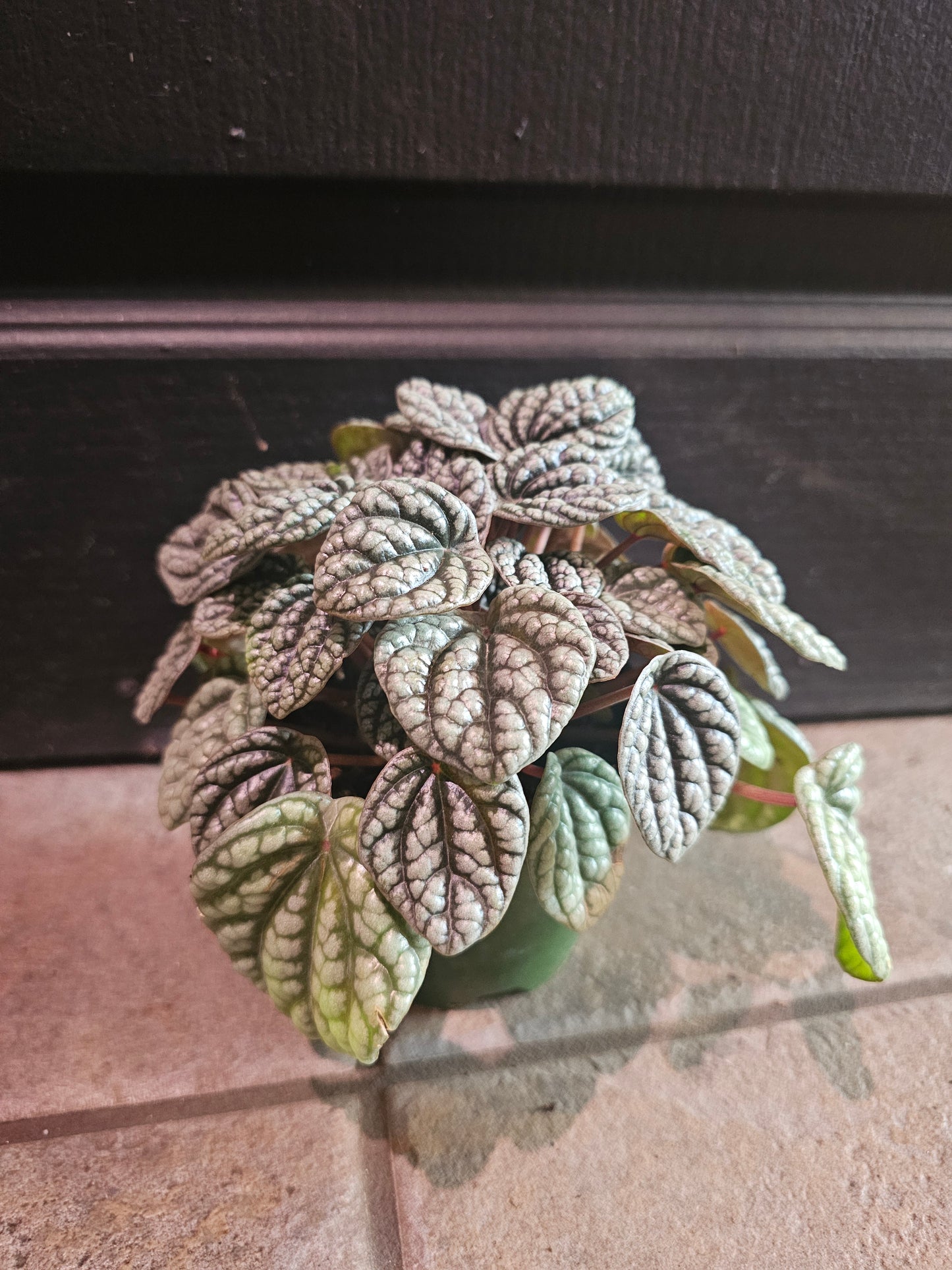 Peperomia 'Burbella'