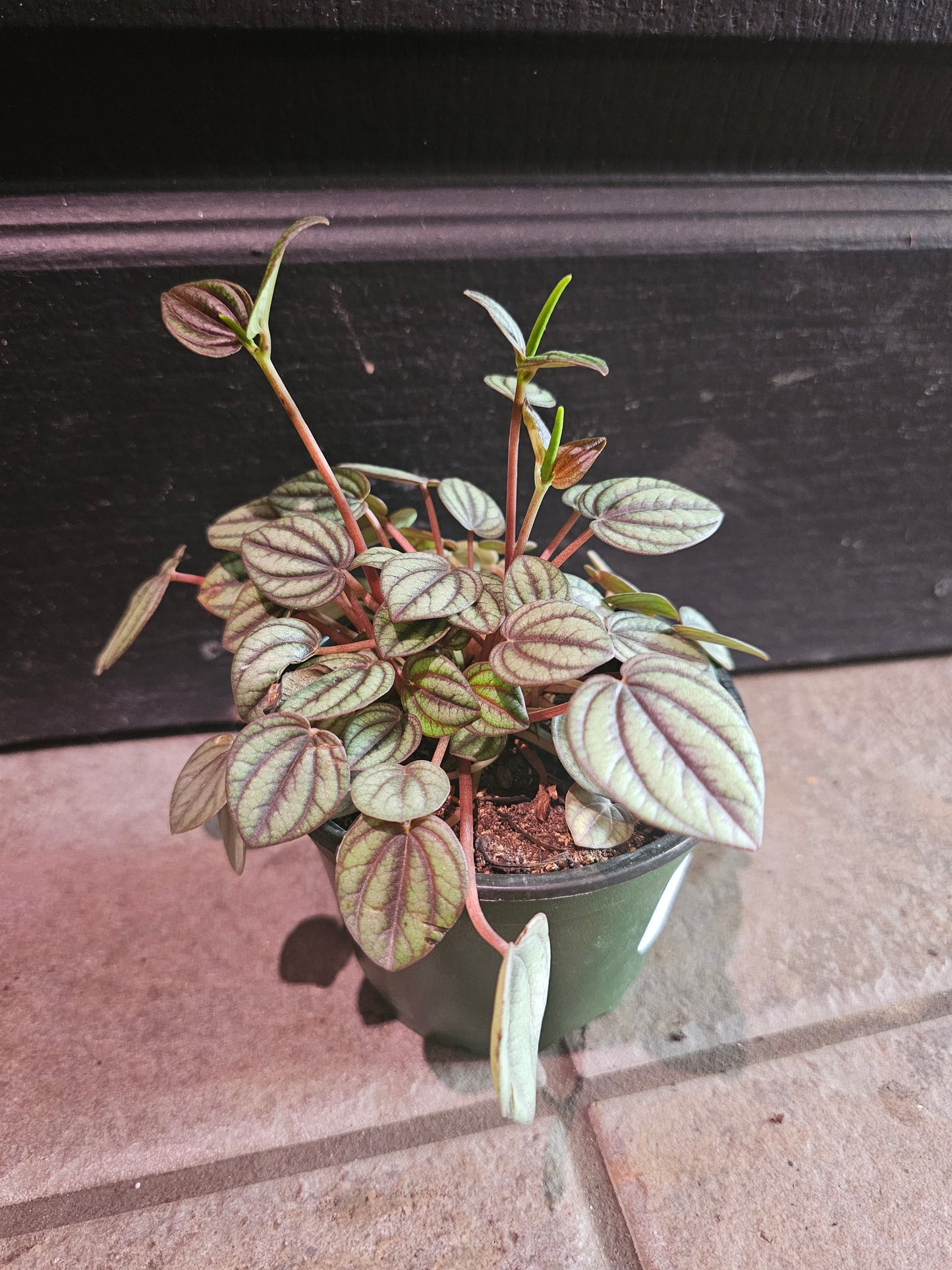 Peperomia Albovittata 'Piccolo Banda'
