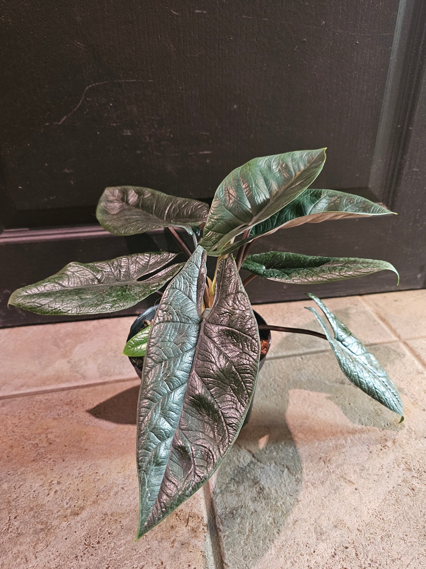 Alocasia Scalprum