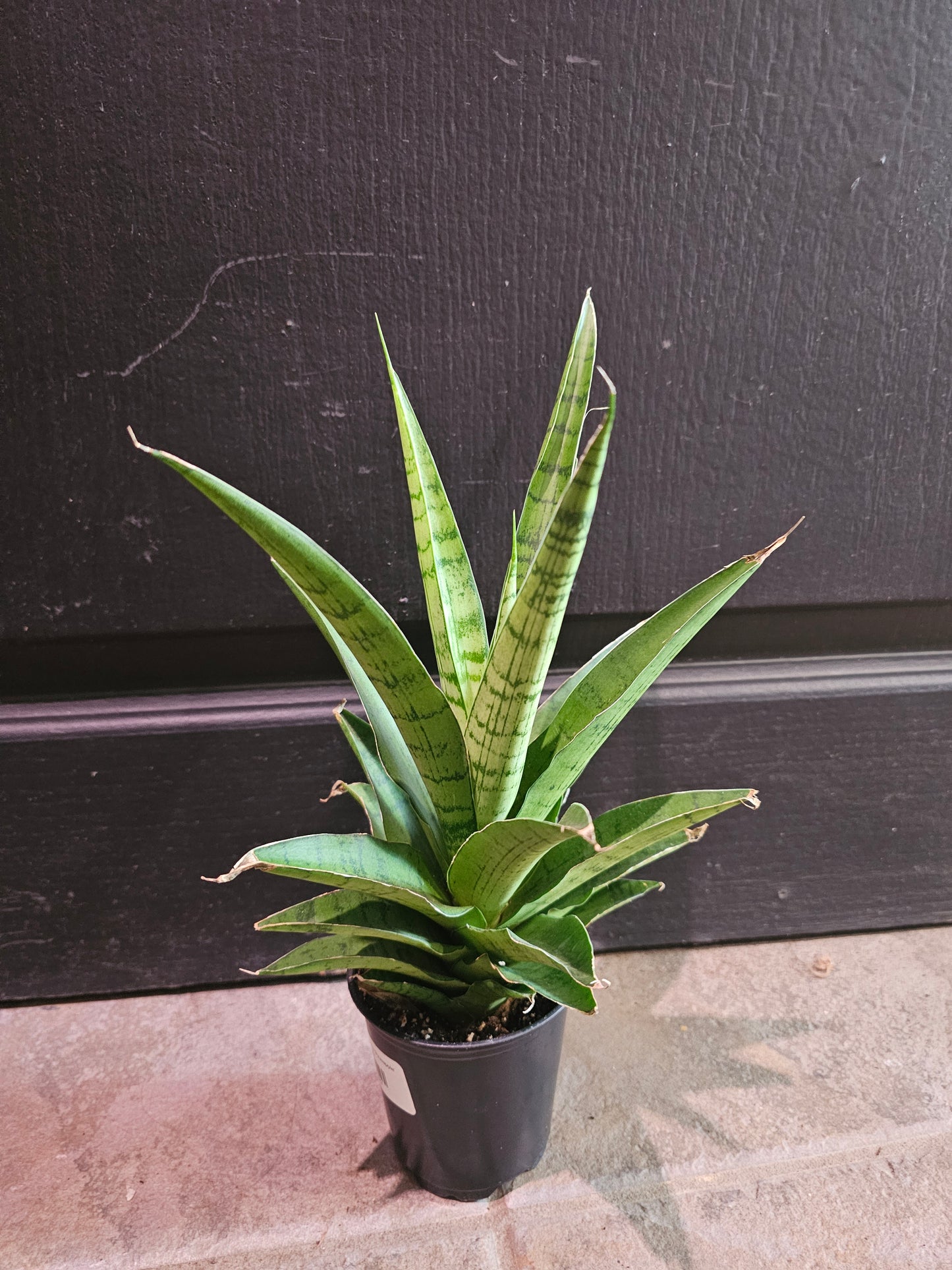 Sansevieria Trifiaciata 'Pineapple'