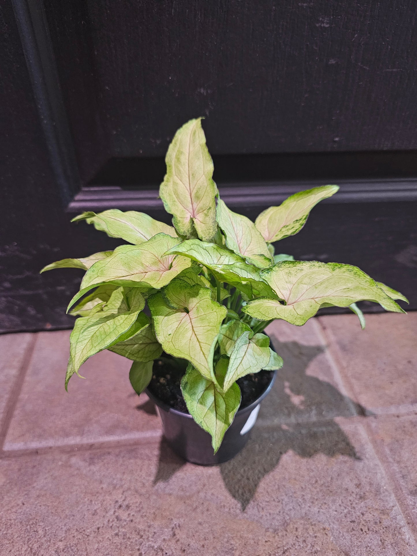 Syngonium Berry Allusion