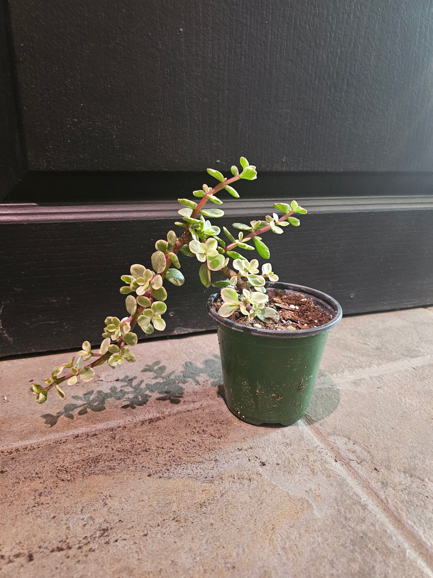 Portulacaria Afra 'Elephant Bush'