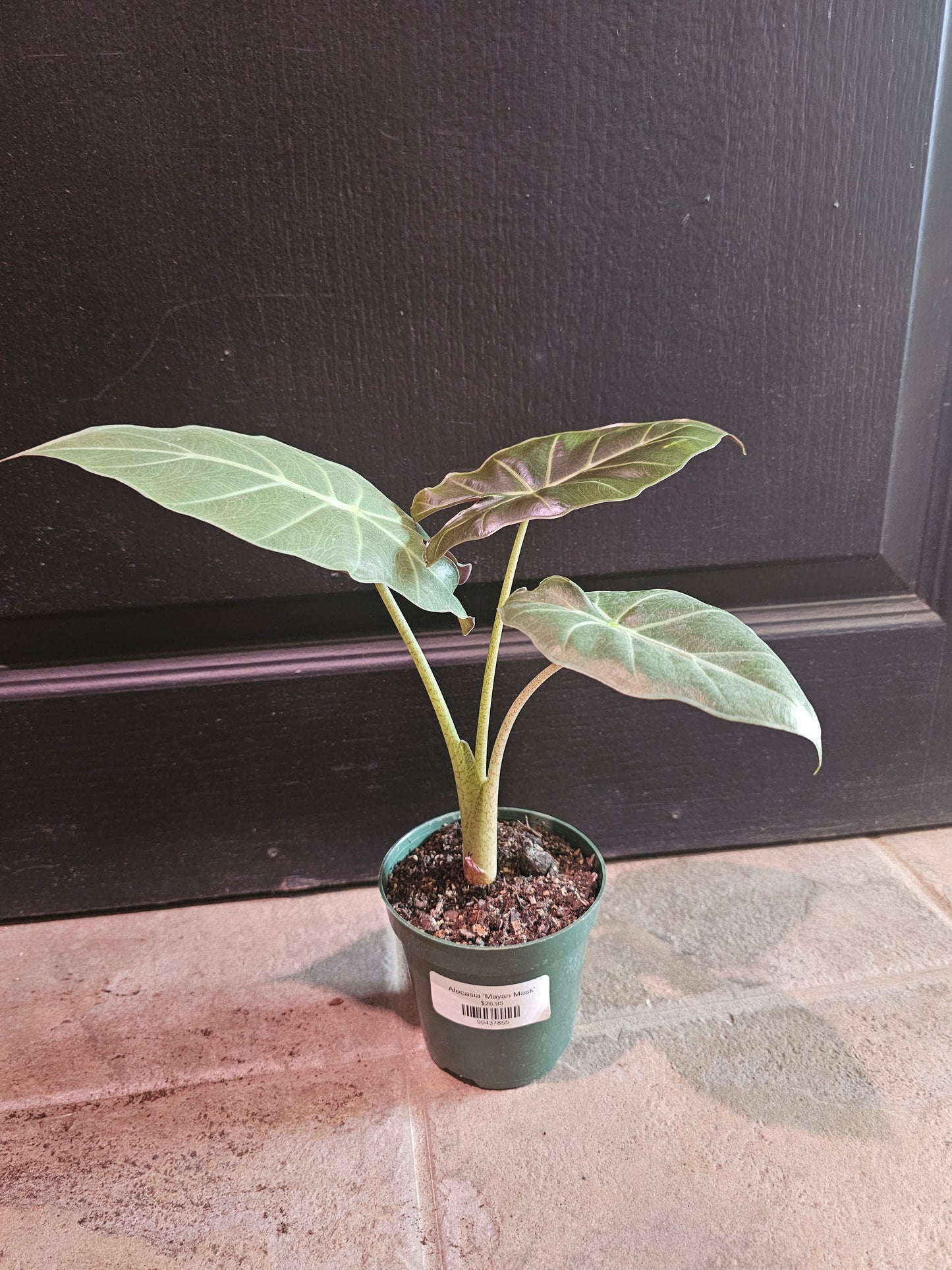 Alocasia 'Mayan Mask'