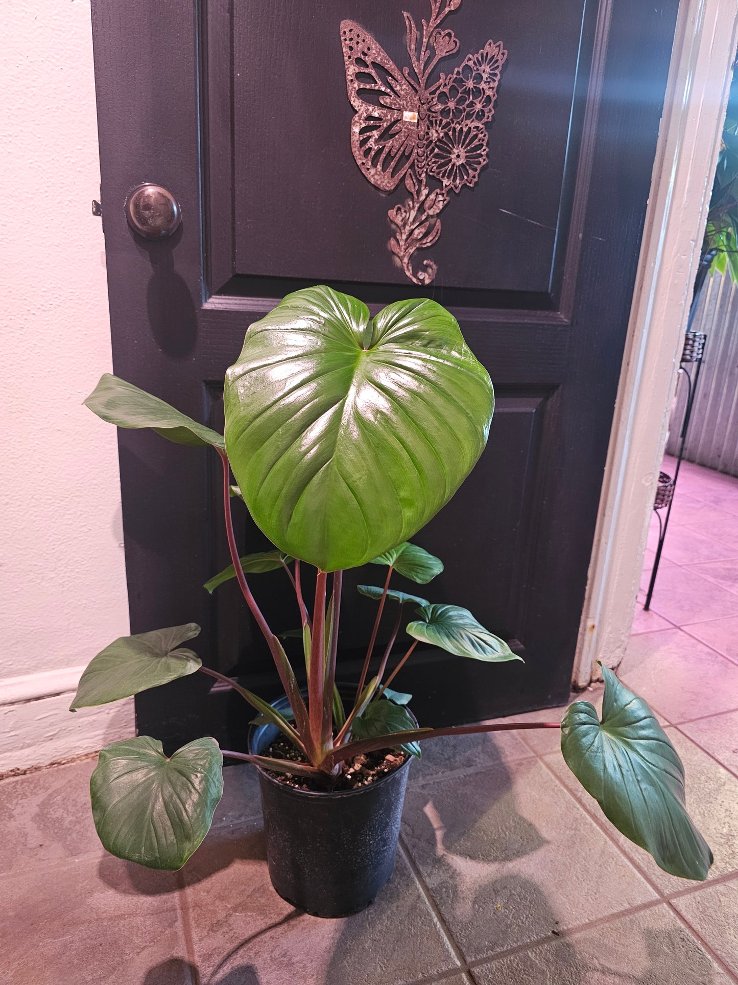 Homalomena Rubescens