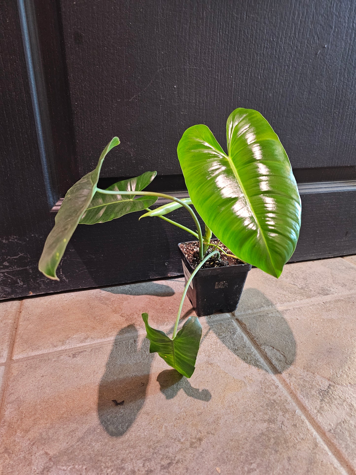 Philodendron 'Burle Marx'