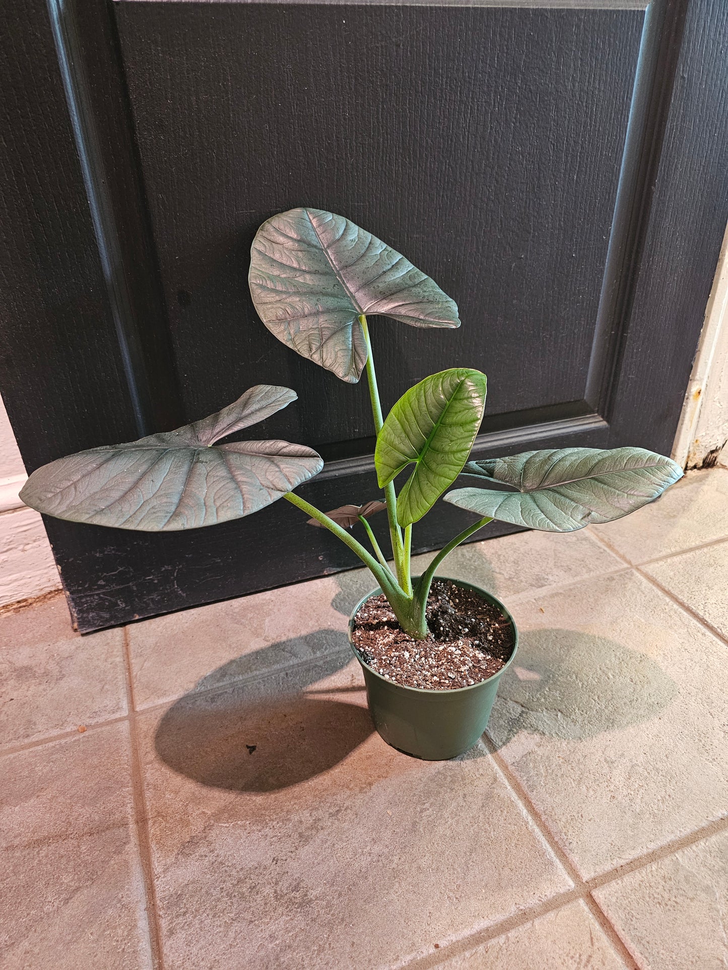 Alocasia Reginae