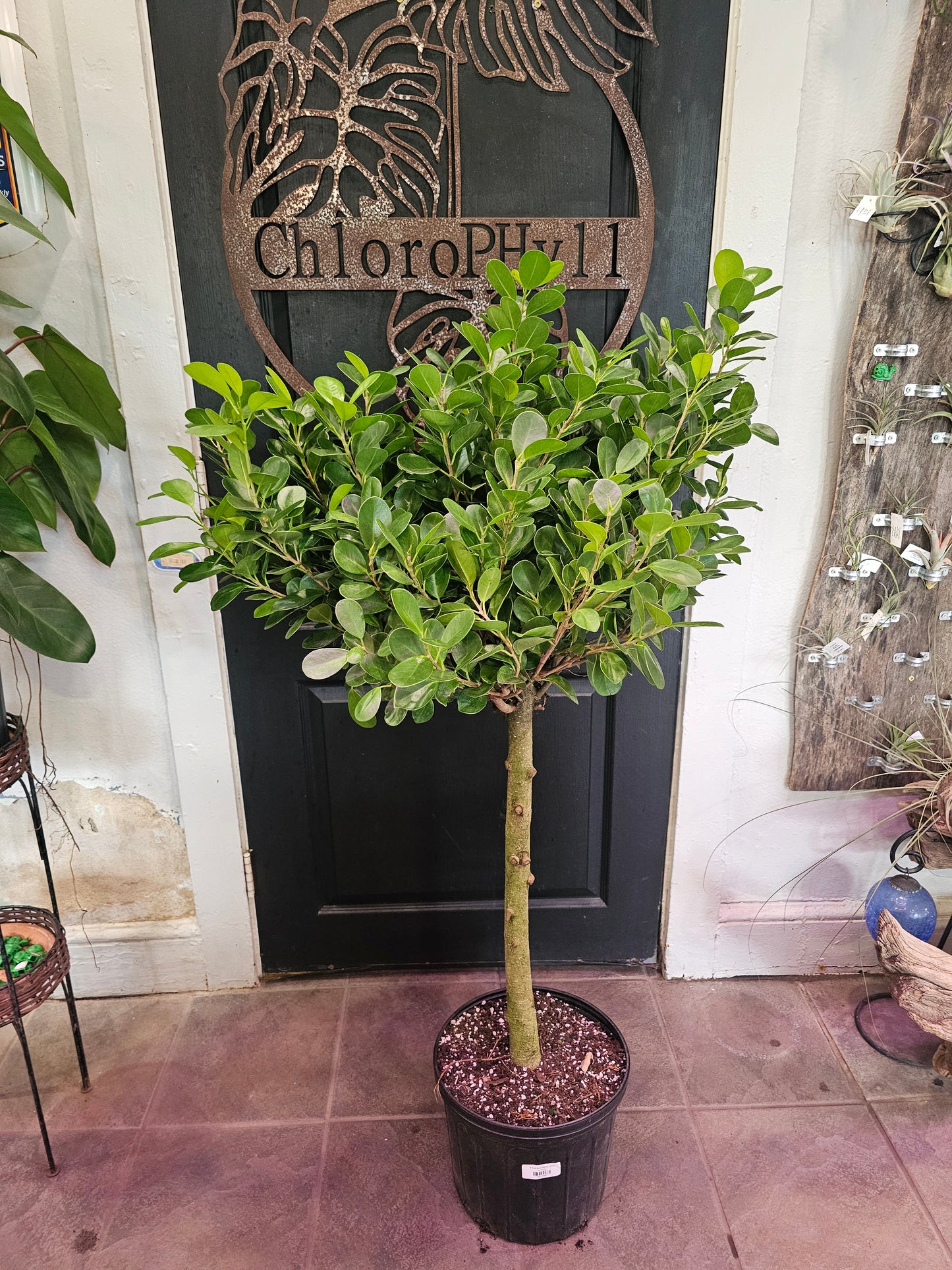 Ficus Moclaime STD