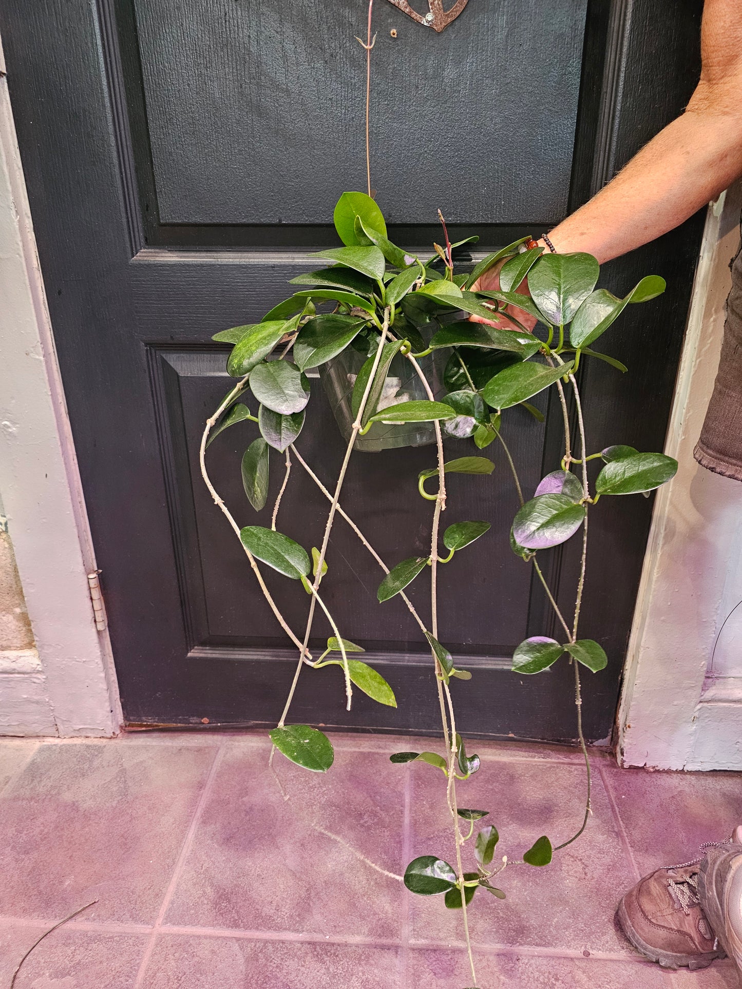 Hoya Obovata