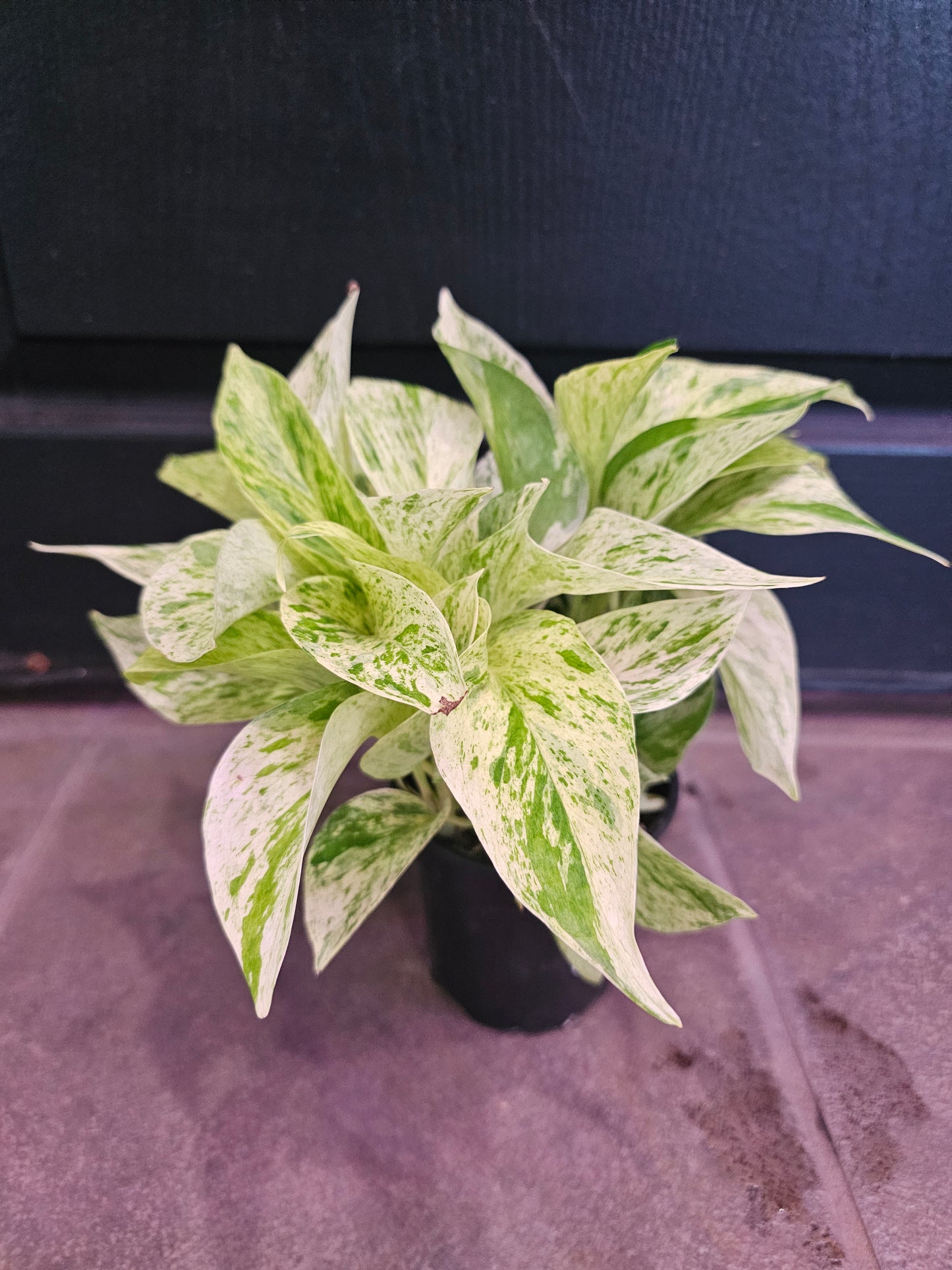 Snow Queen Pothos