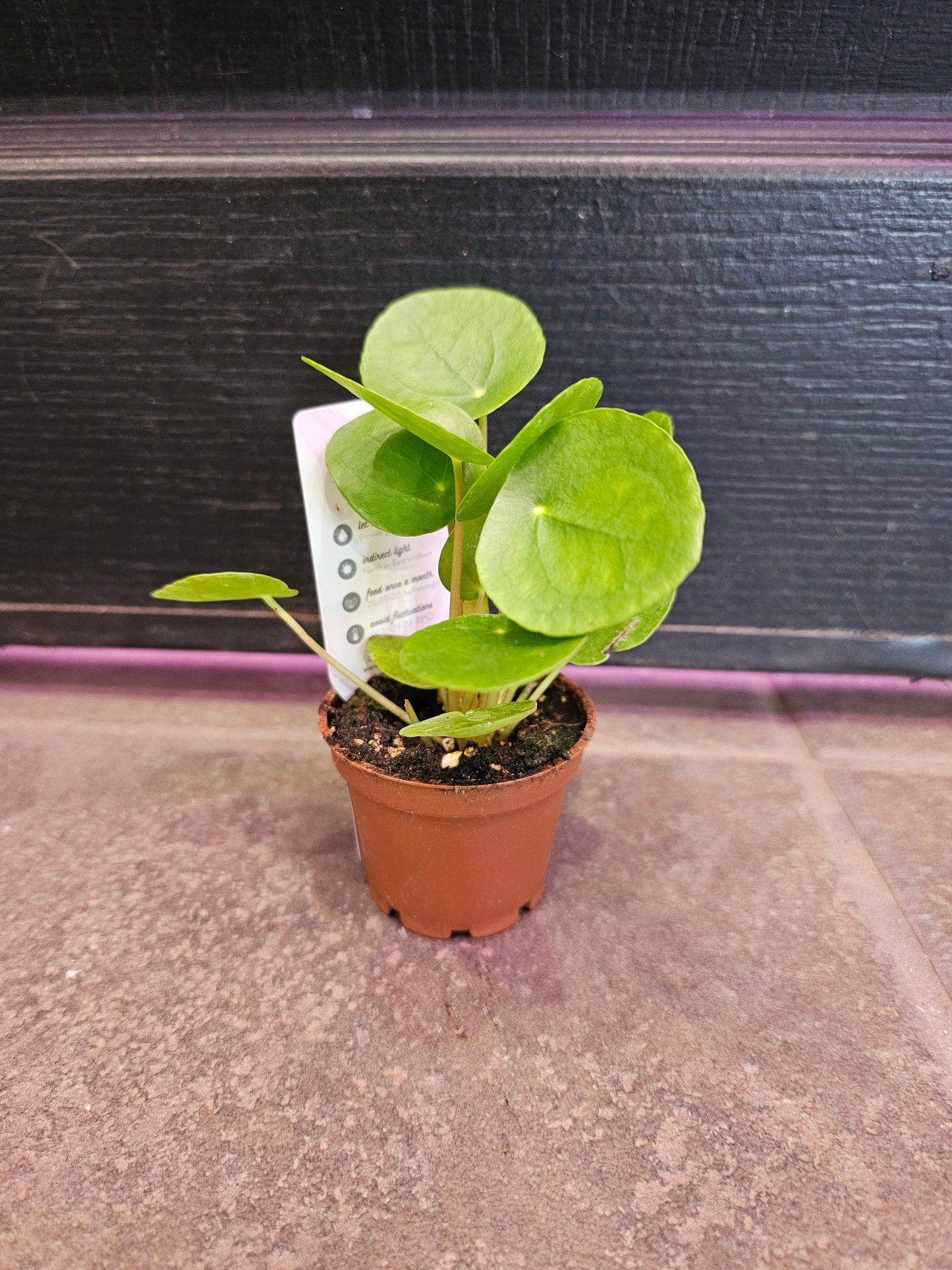 Pilea Peperomioides