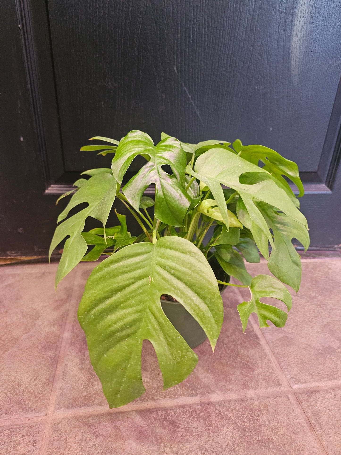 Monstera Minima