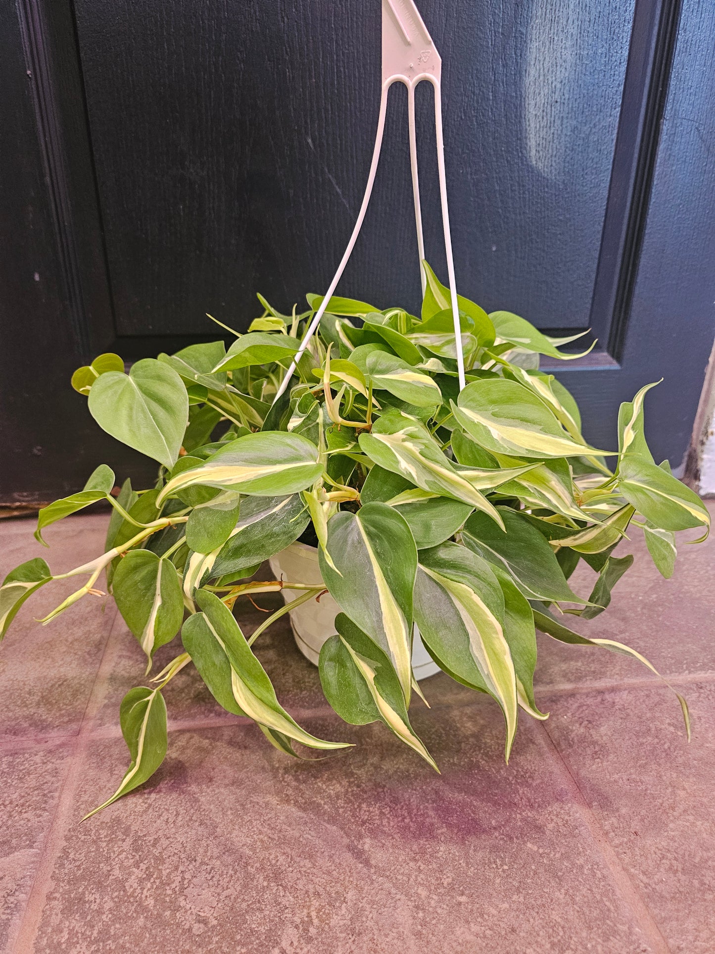 Philodendron Rio