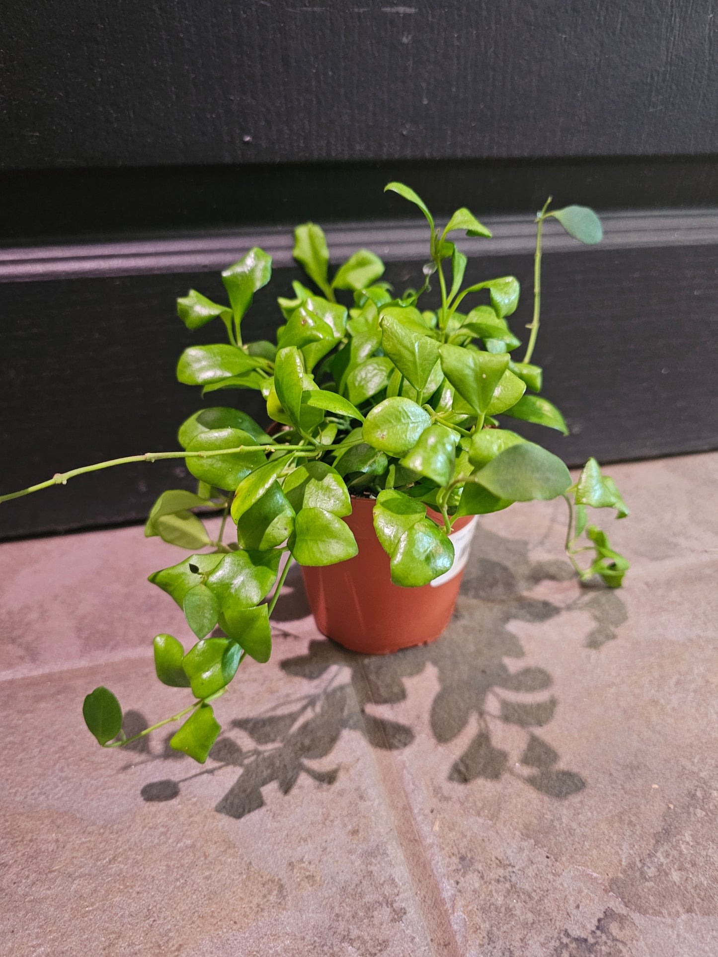 Hoya Heuschkeliana Green