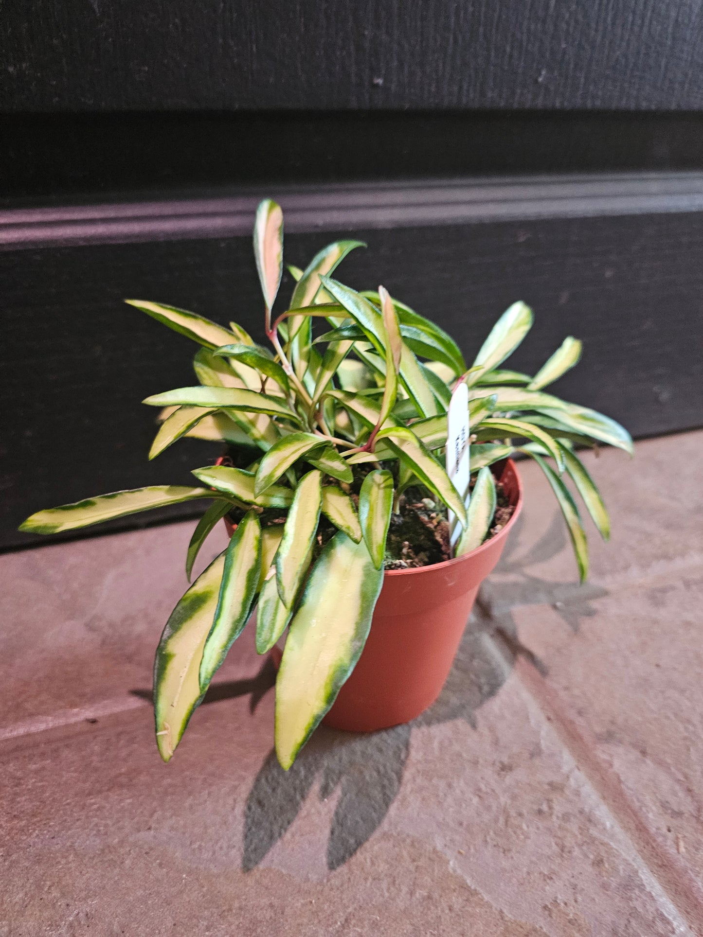 Hoya Kentiana