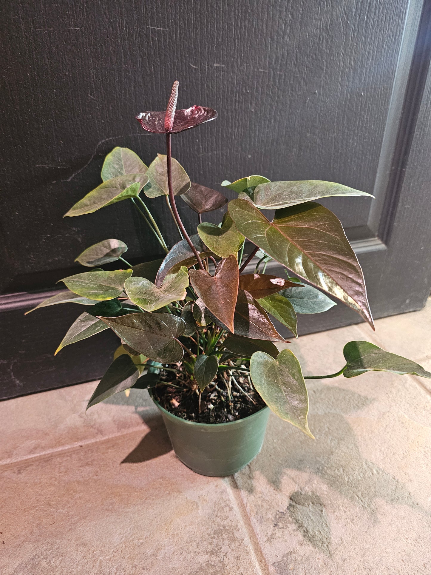 Anthurium 'Black Love'