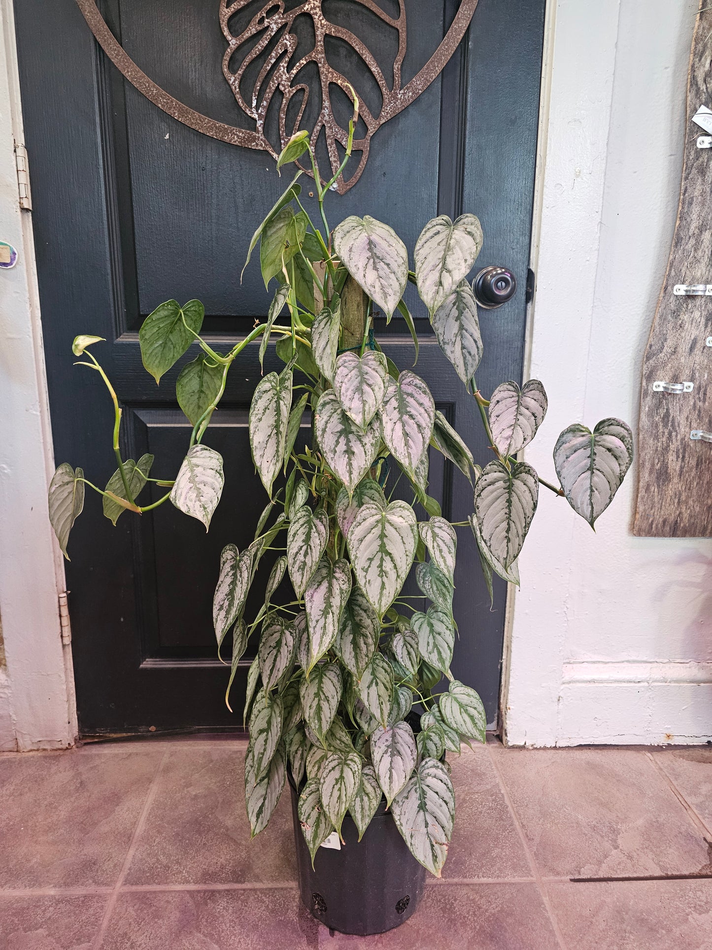Philodendron Brandtianum