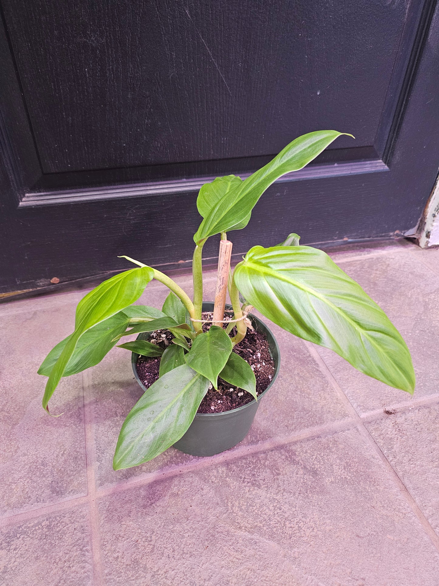 Philodendron Subhastatum