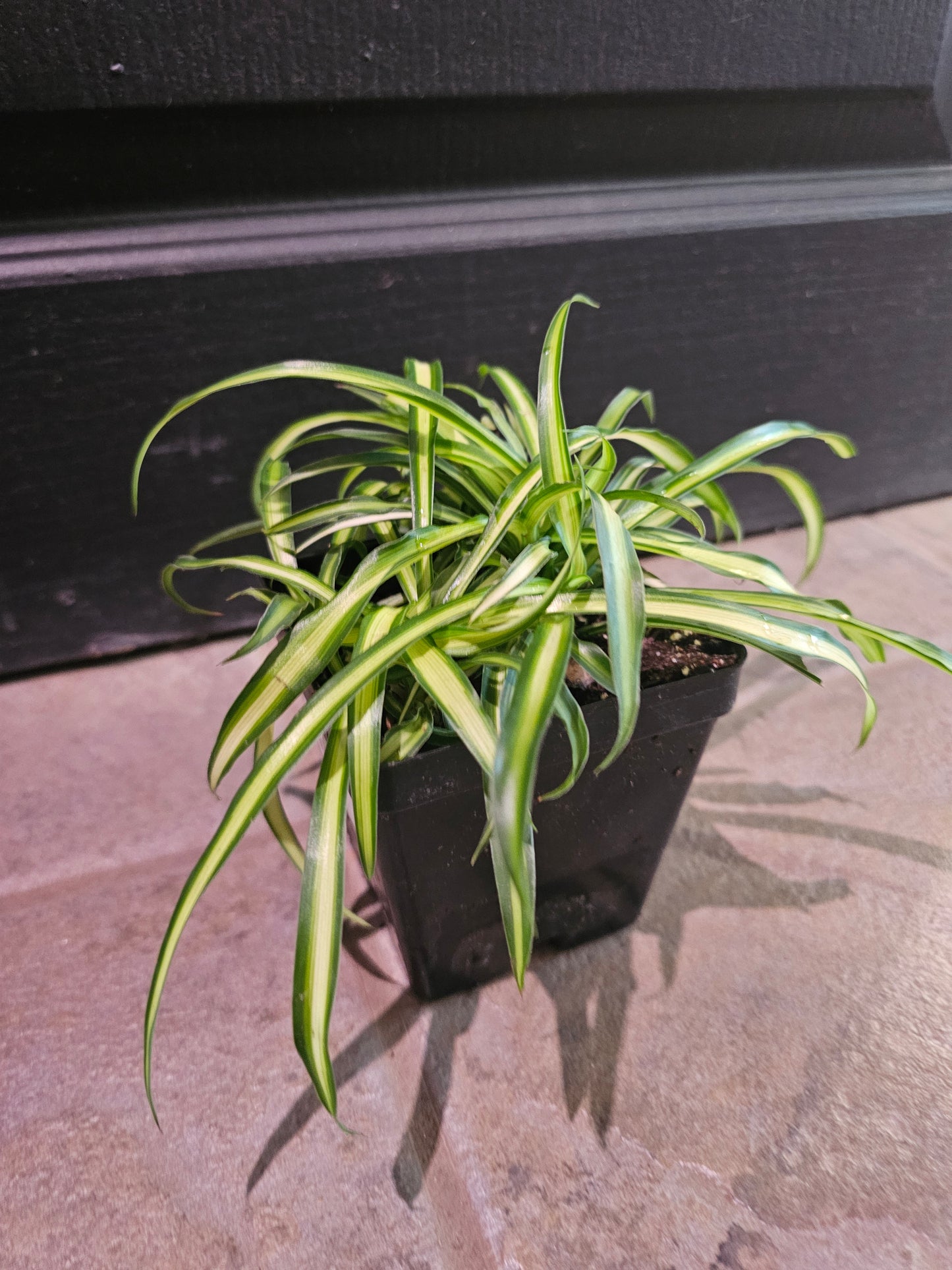 Hawaiian Spider Plant