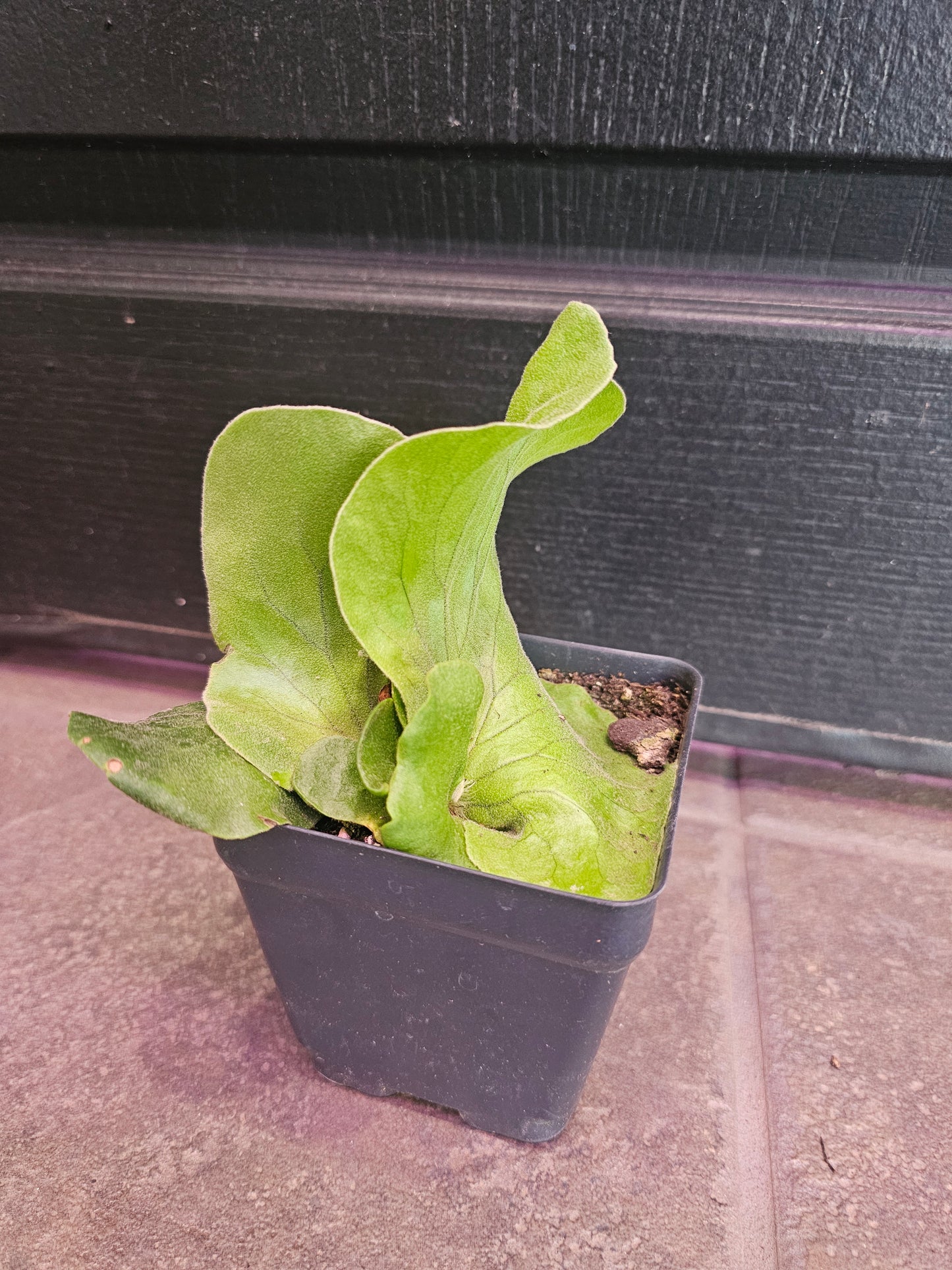 Platycerium Elephantotis