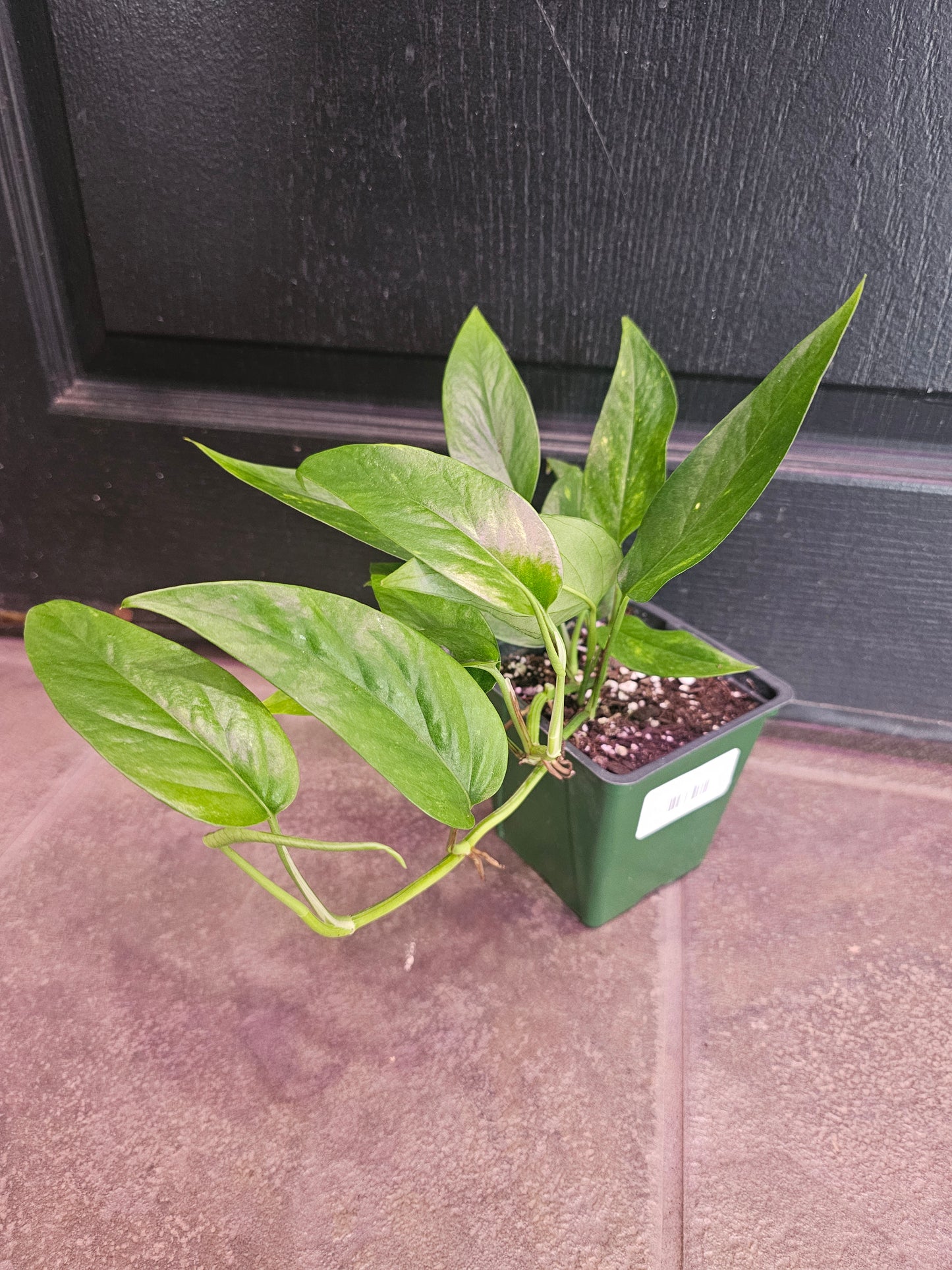 Epipremnum Pinnatum Aurea Variegata