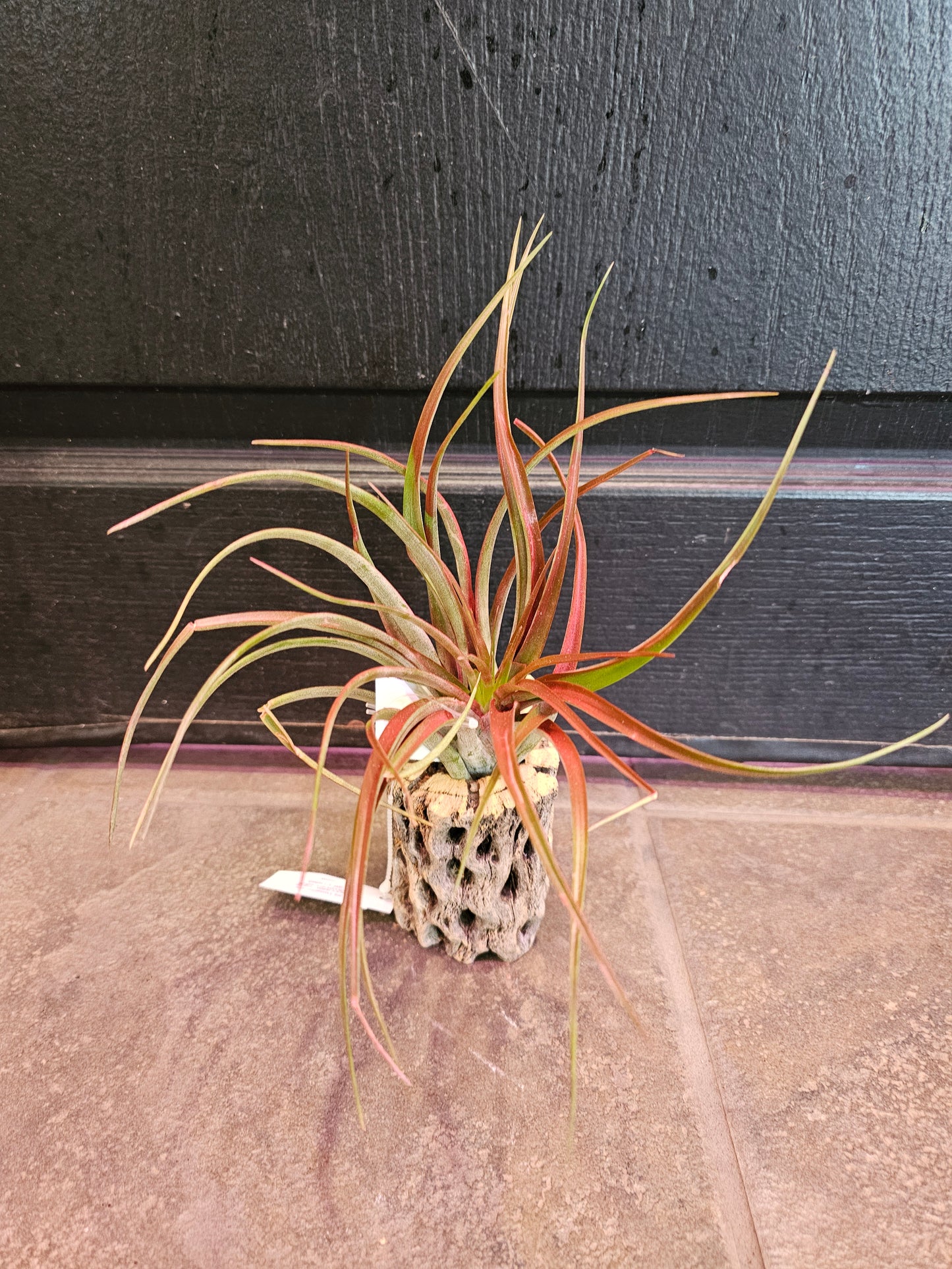 Air Plant - Tillandsia Abdita V. Branch