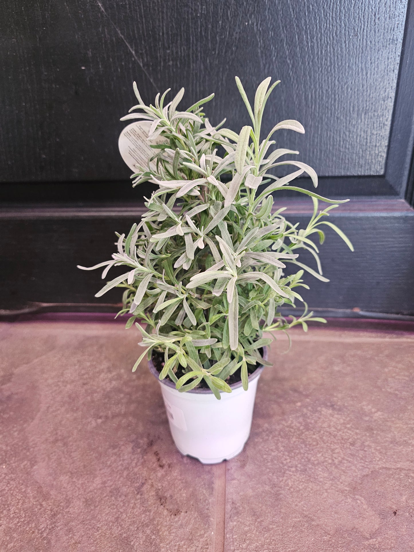 Lavender Tree