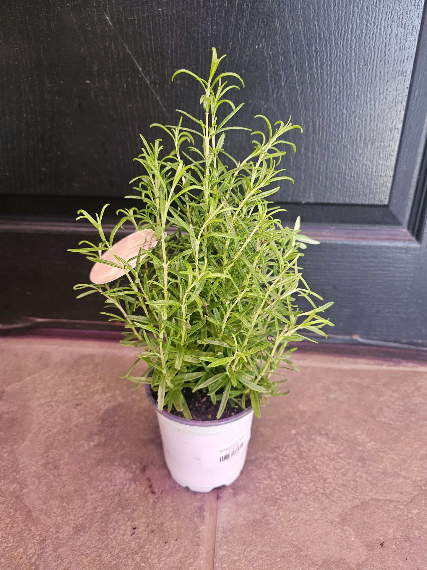 Rosemary Tree