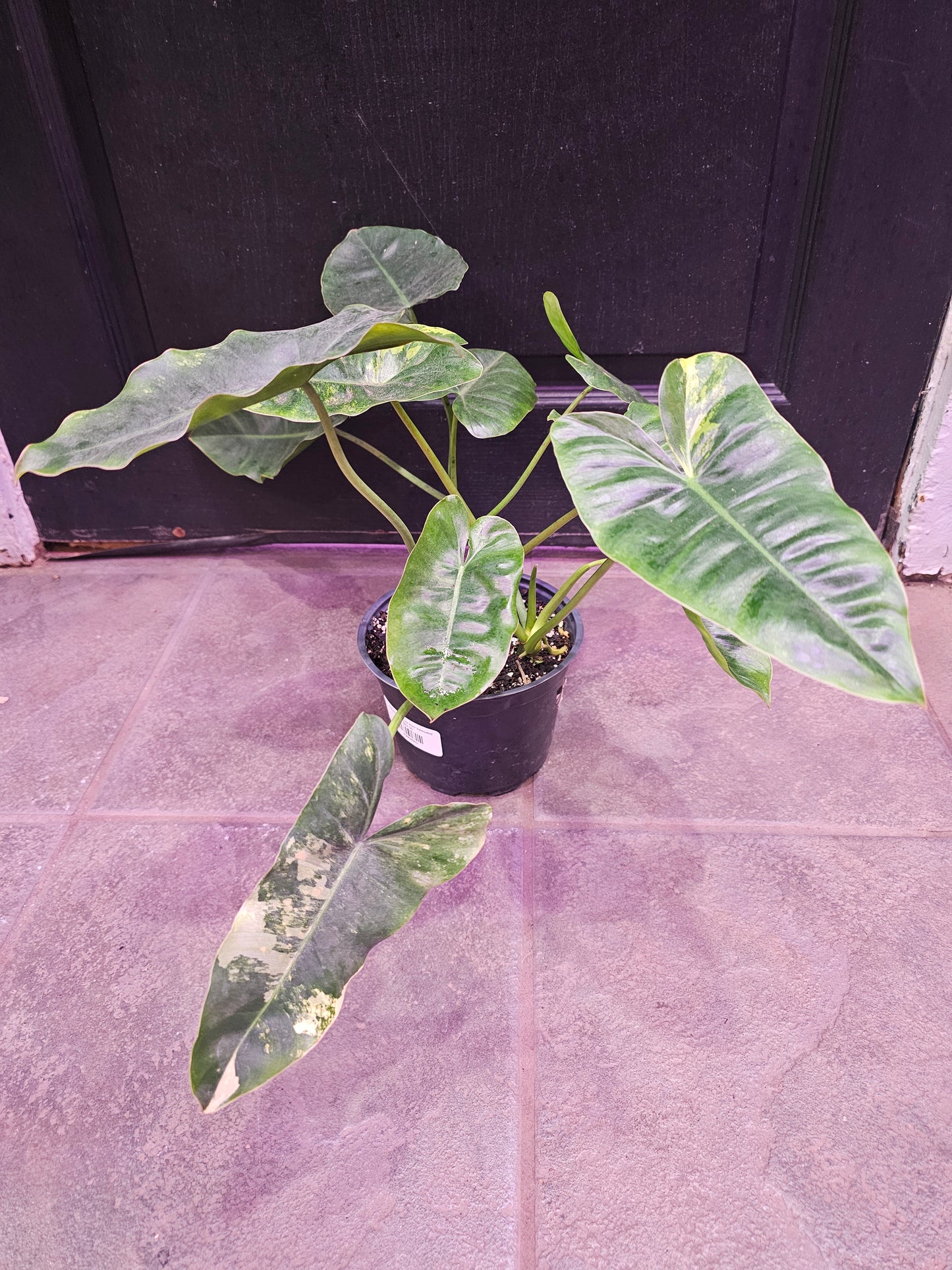 Philodendron 'Burle Marx Variegated'