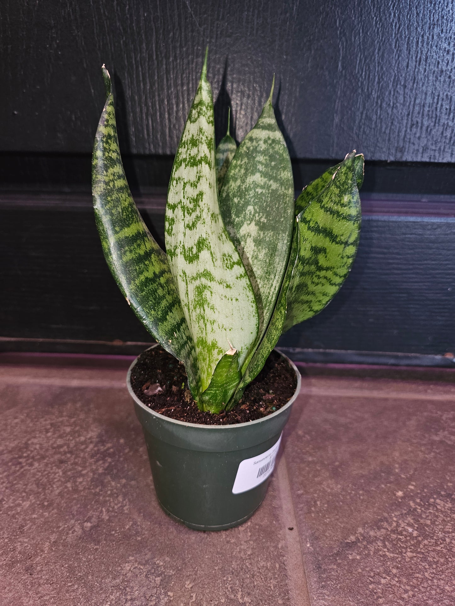 Sansevieria Zeylanica Superba