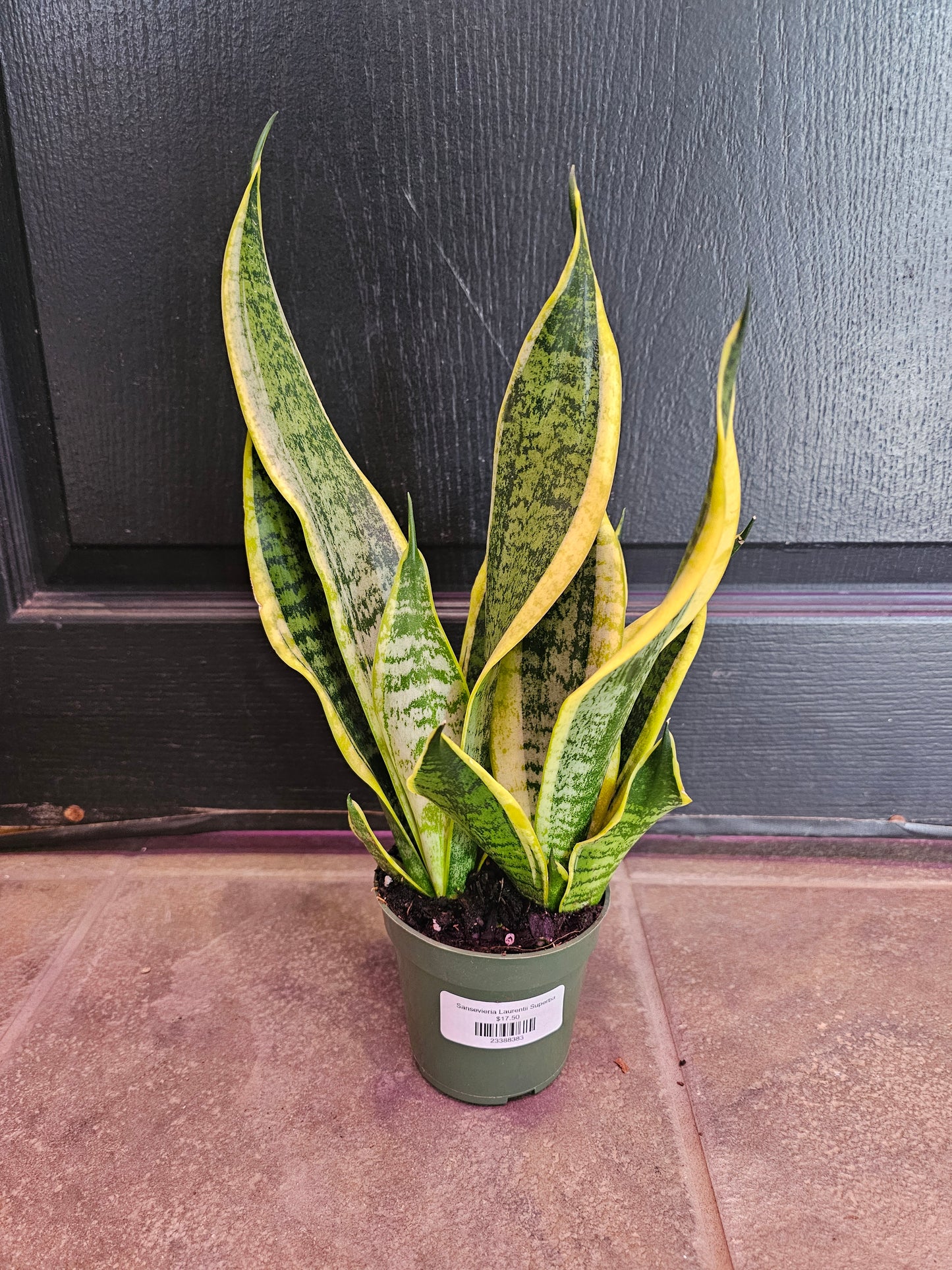 Sansevieria Laurentii Superba