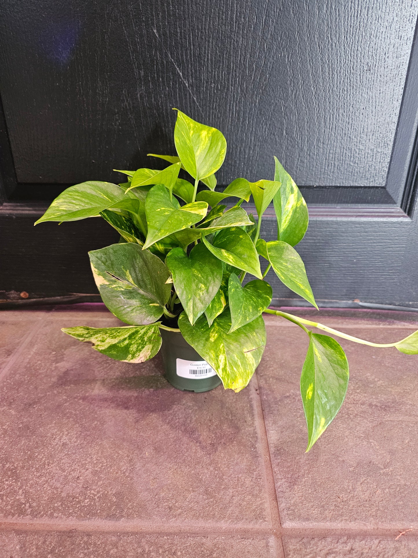 Golden Pothos