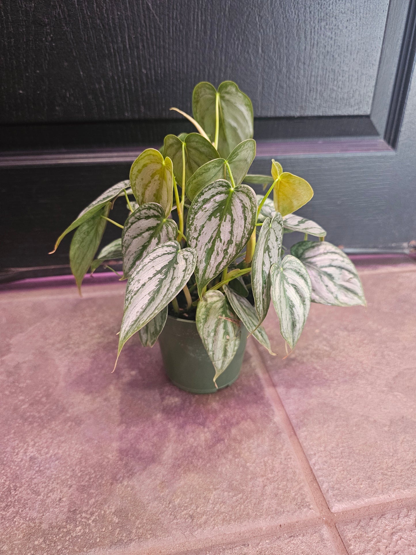 Philodendron Brandtianum