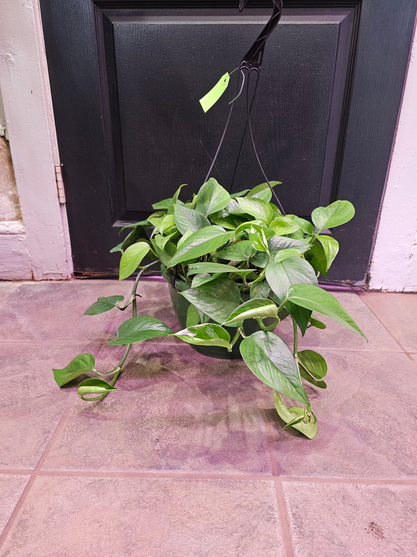 Jade Pothos