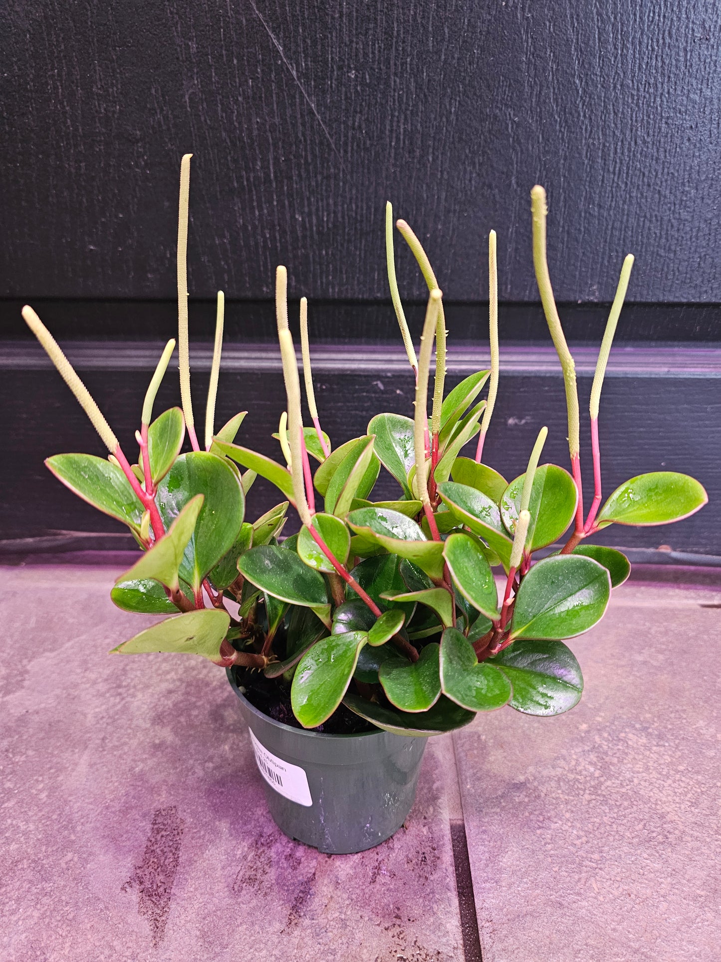 Peperomia Obtipan