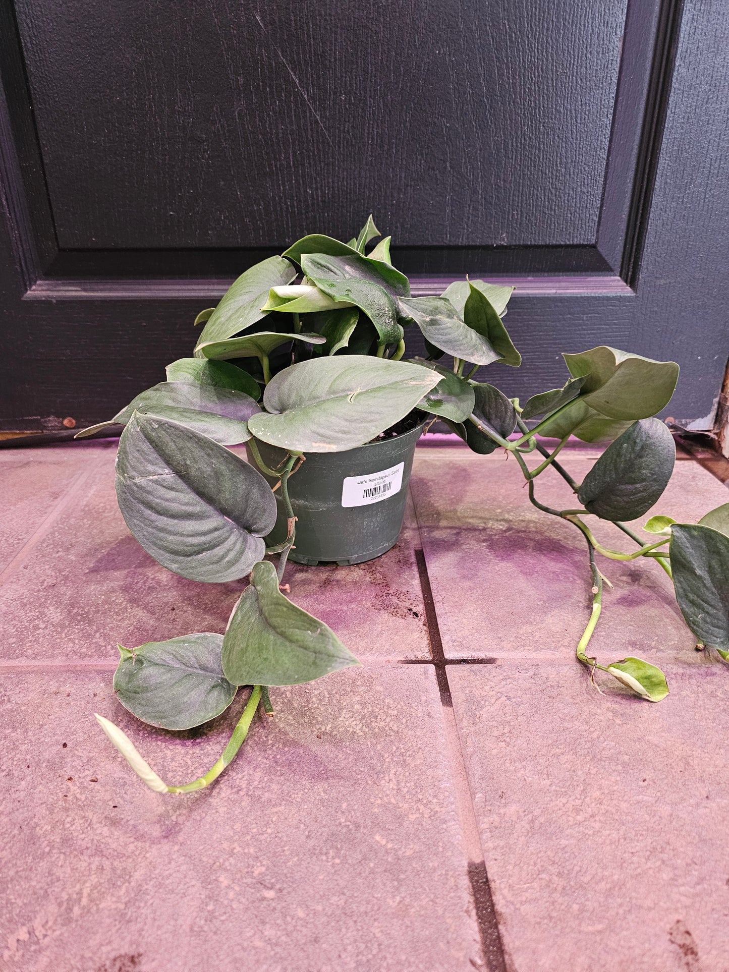 Jade Scindapsus Satin