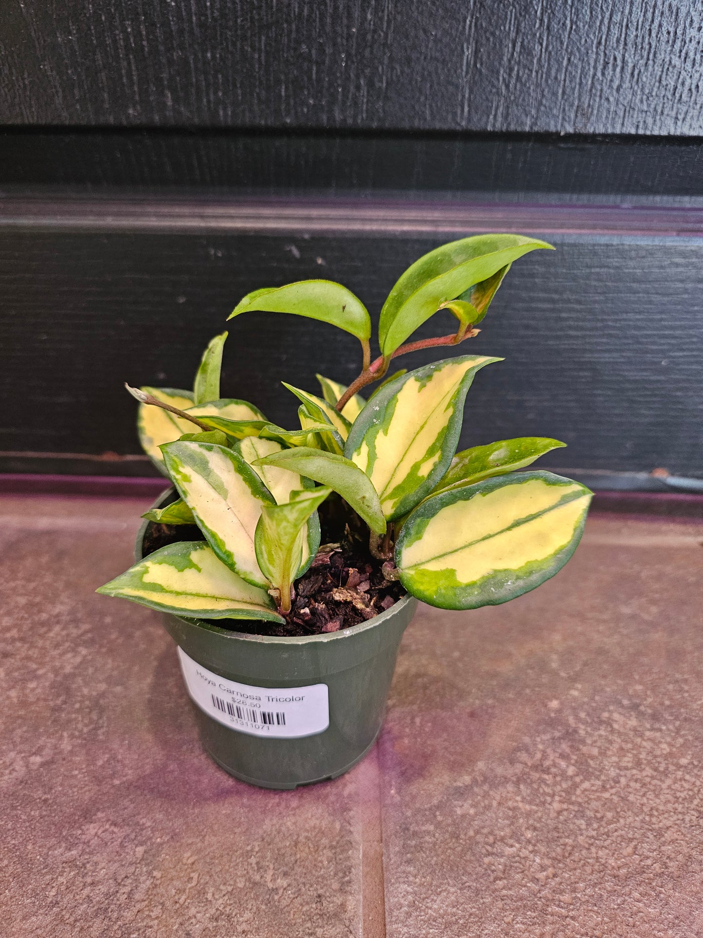 Hoya Carnosa Tricolor