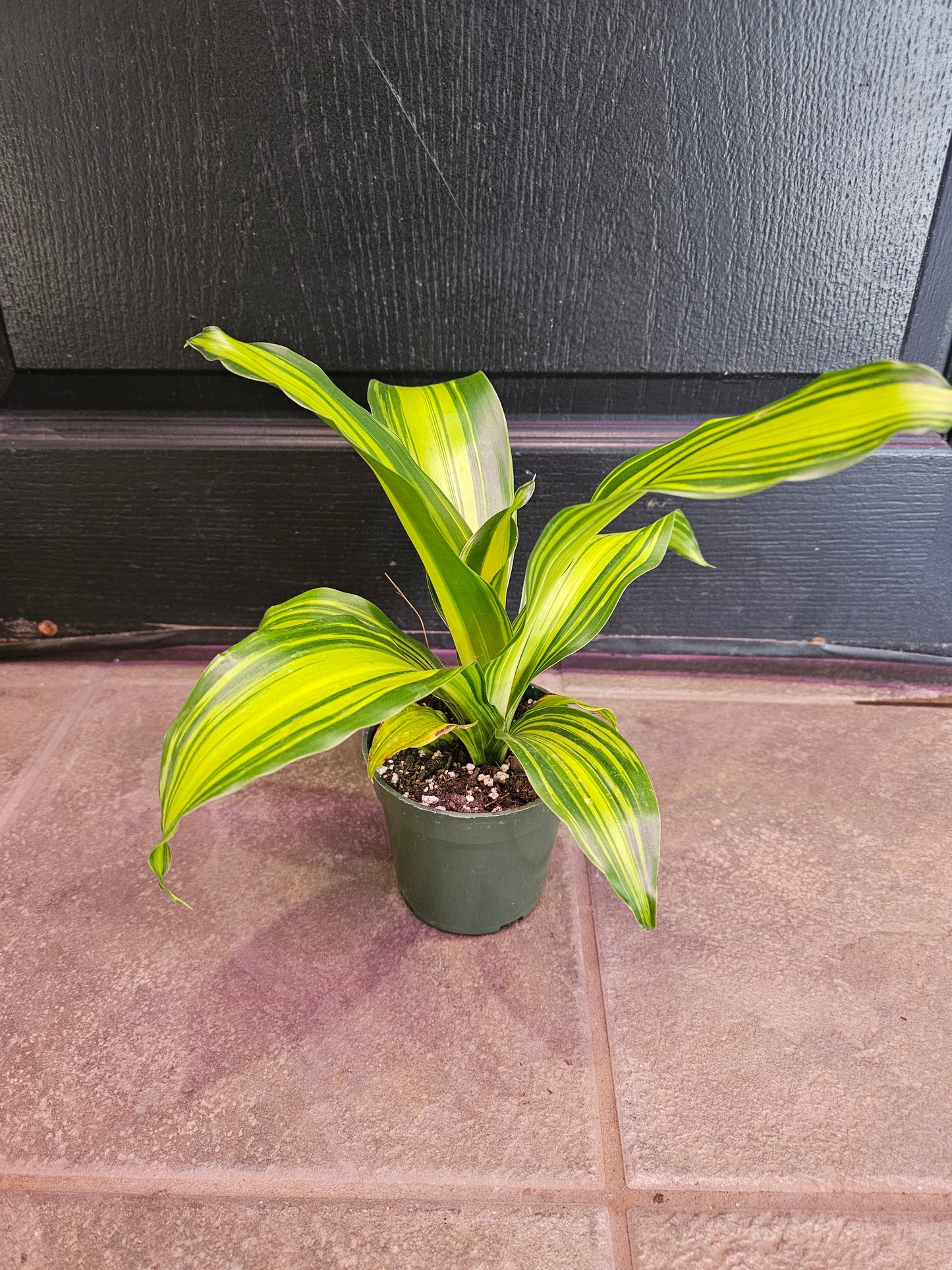 Dracaena Mass Marley