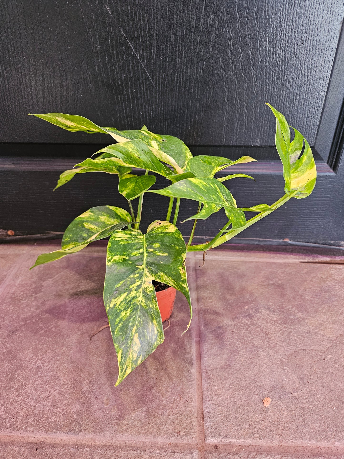 Epipremnum Yellow Flame