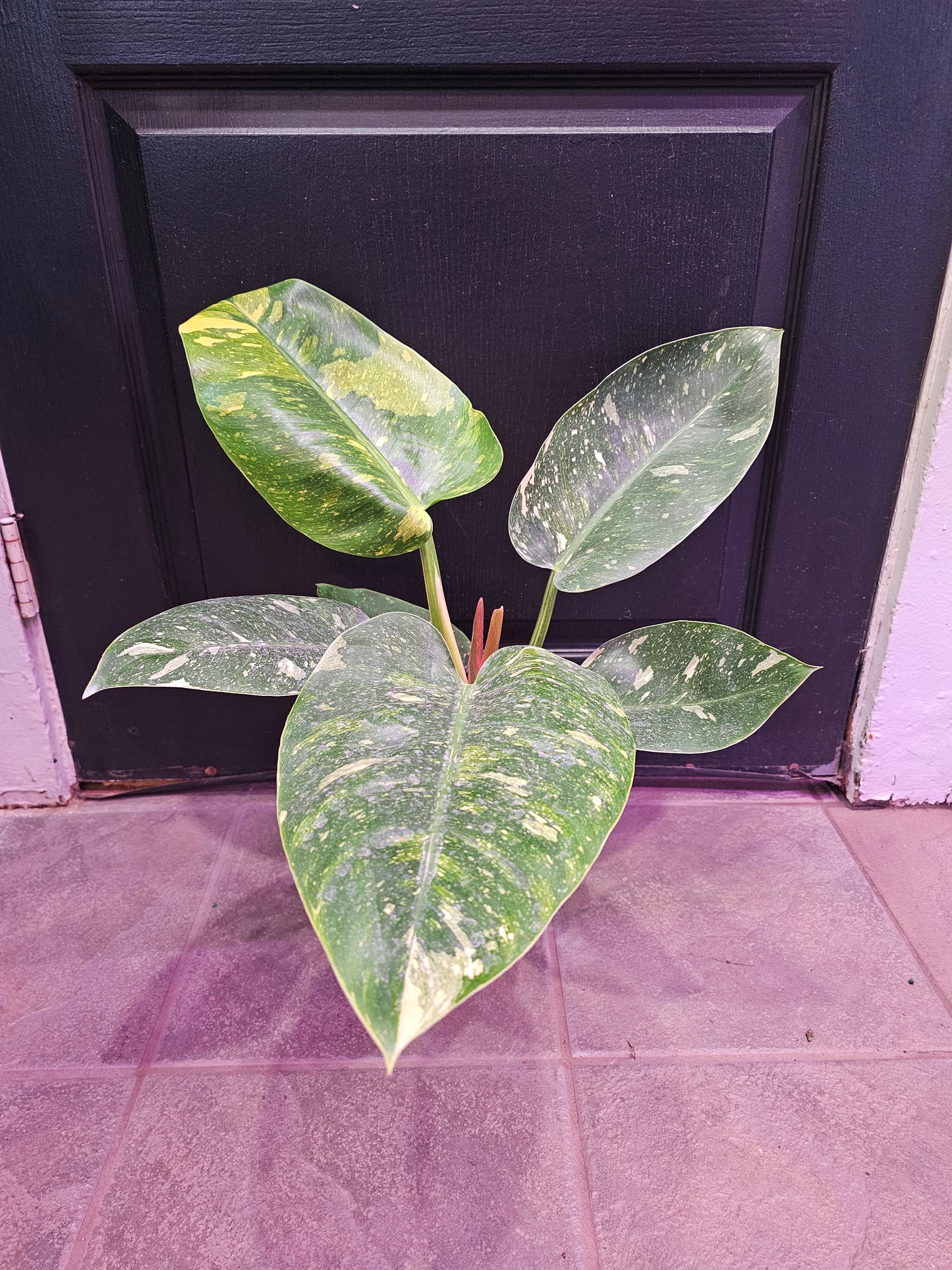 Philodendron Green Congo 'Nuclear'
