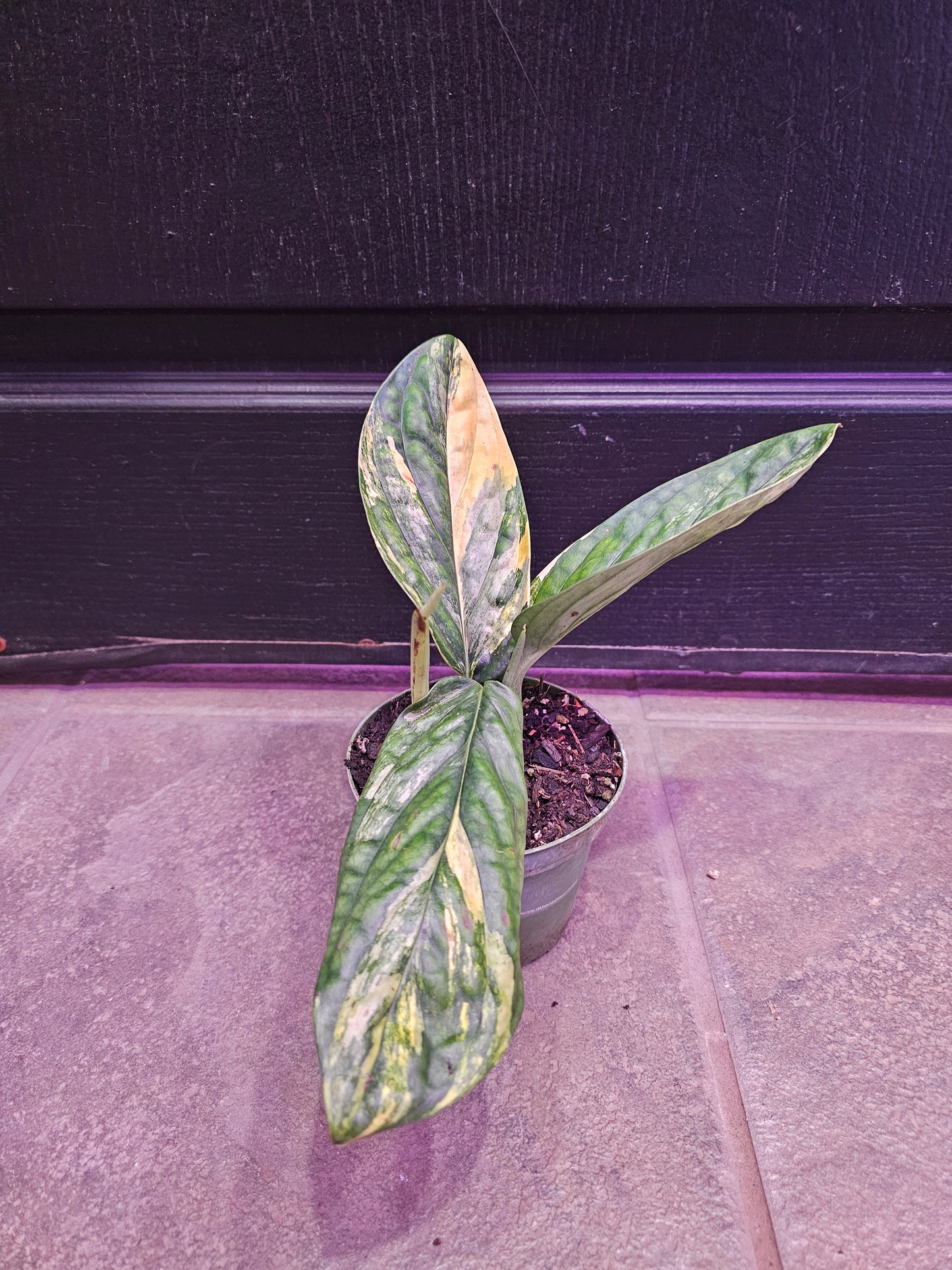 Monstera Peru Variegated