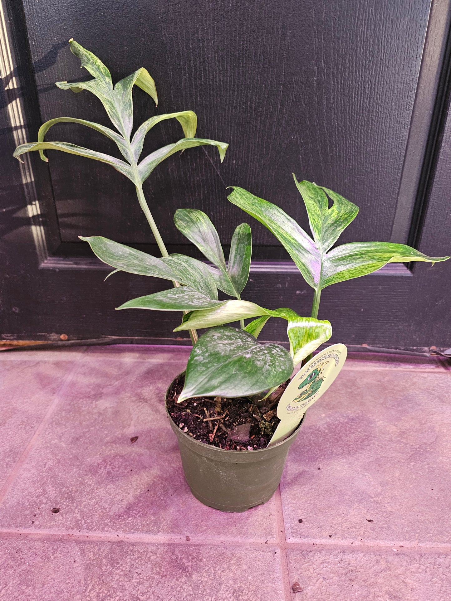 Rhaphidophora Dragon Tail Variegated 'Khaleesi'