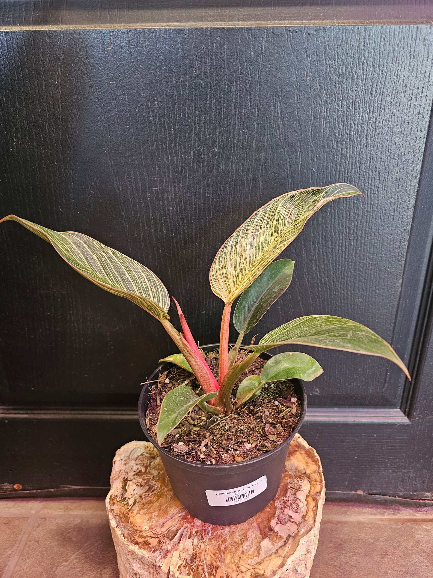 Philodendron Pink Birkin