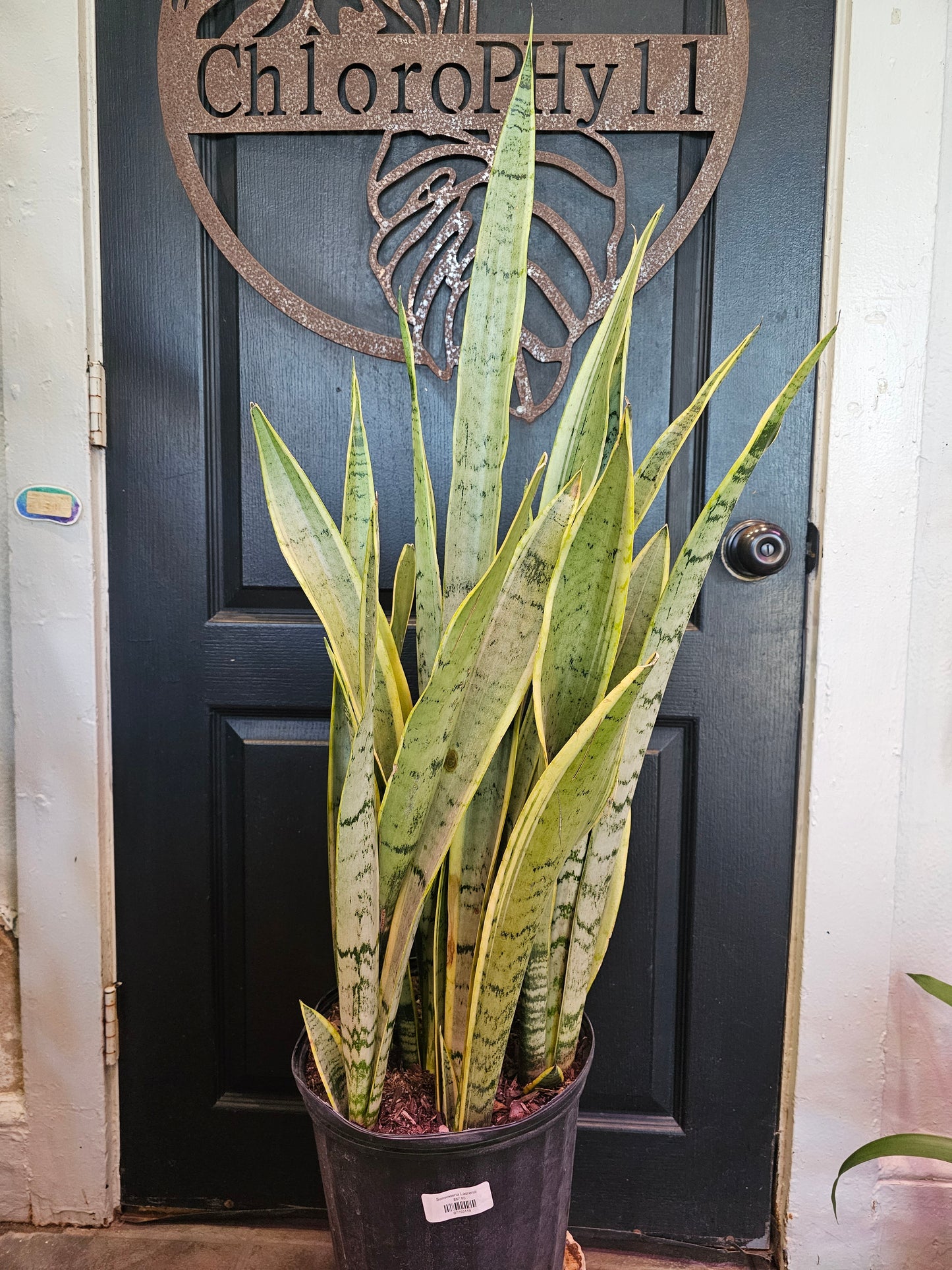 Sansevieria Laurentii Silver