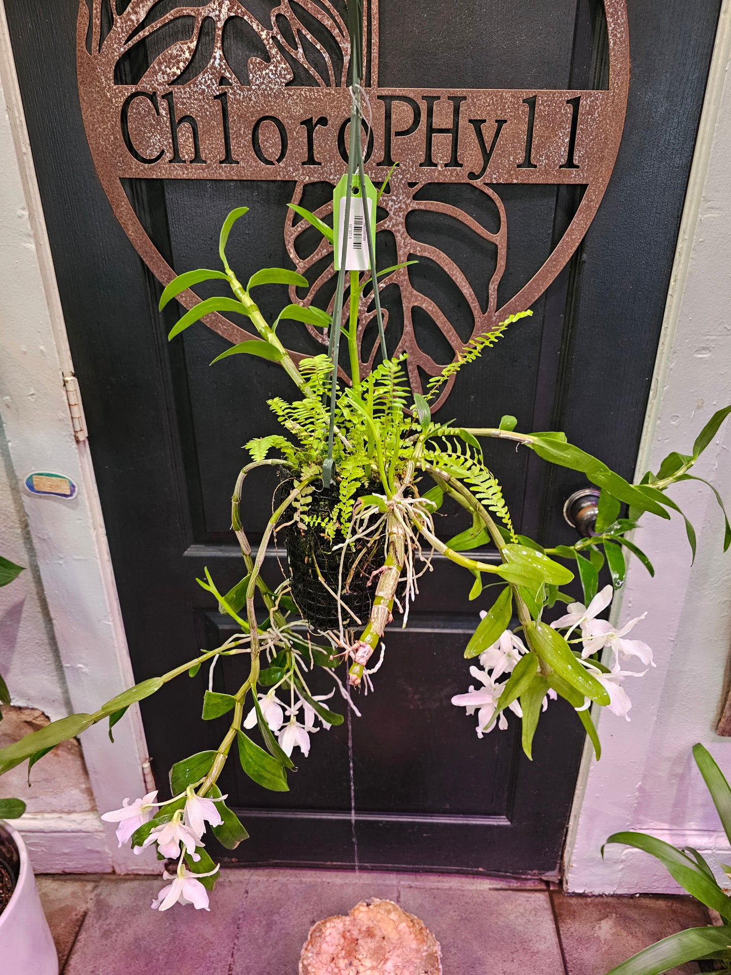 Dendrobium Orchid