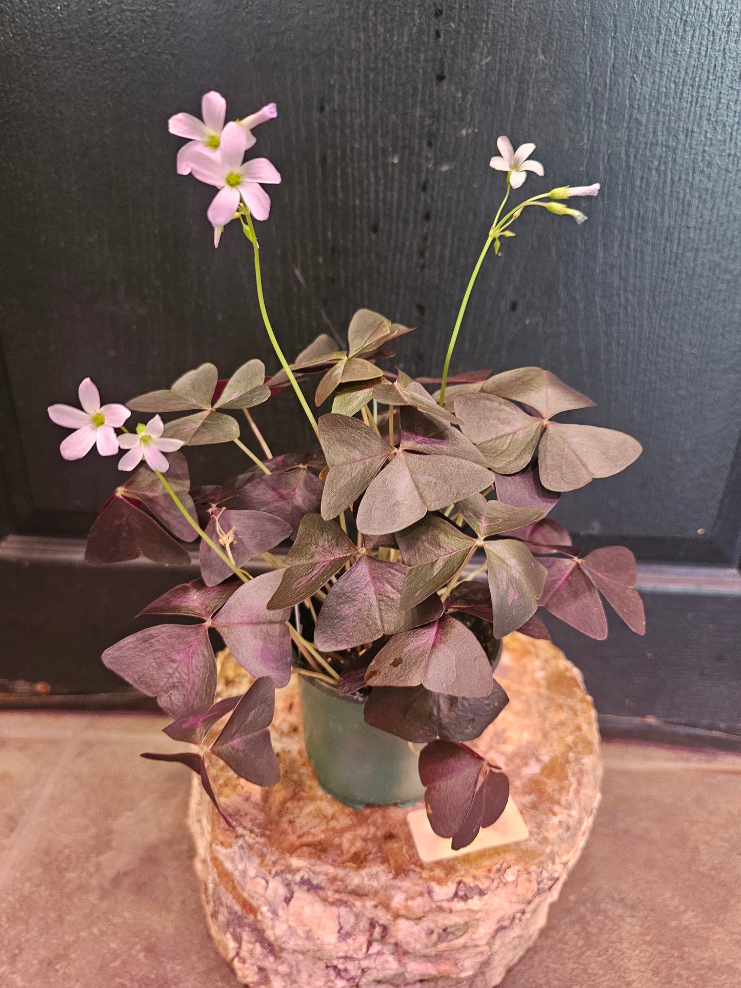 Oxalis Triangularis 'Purple Shamrock'