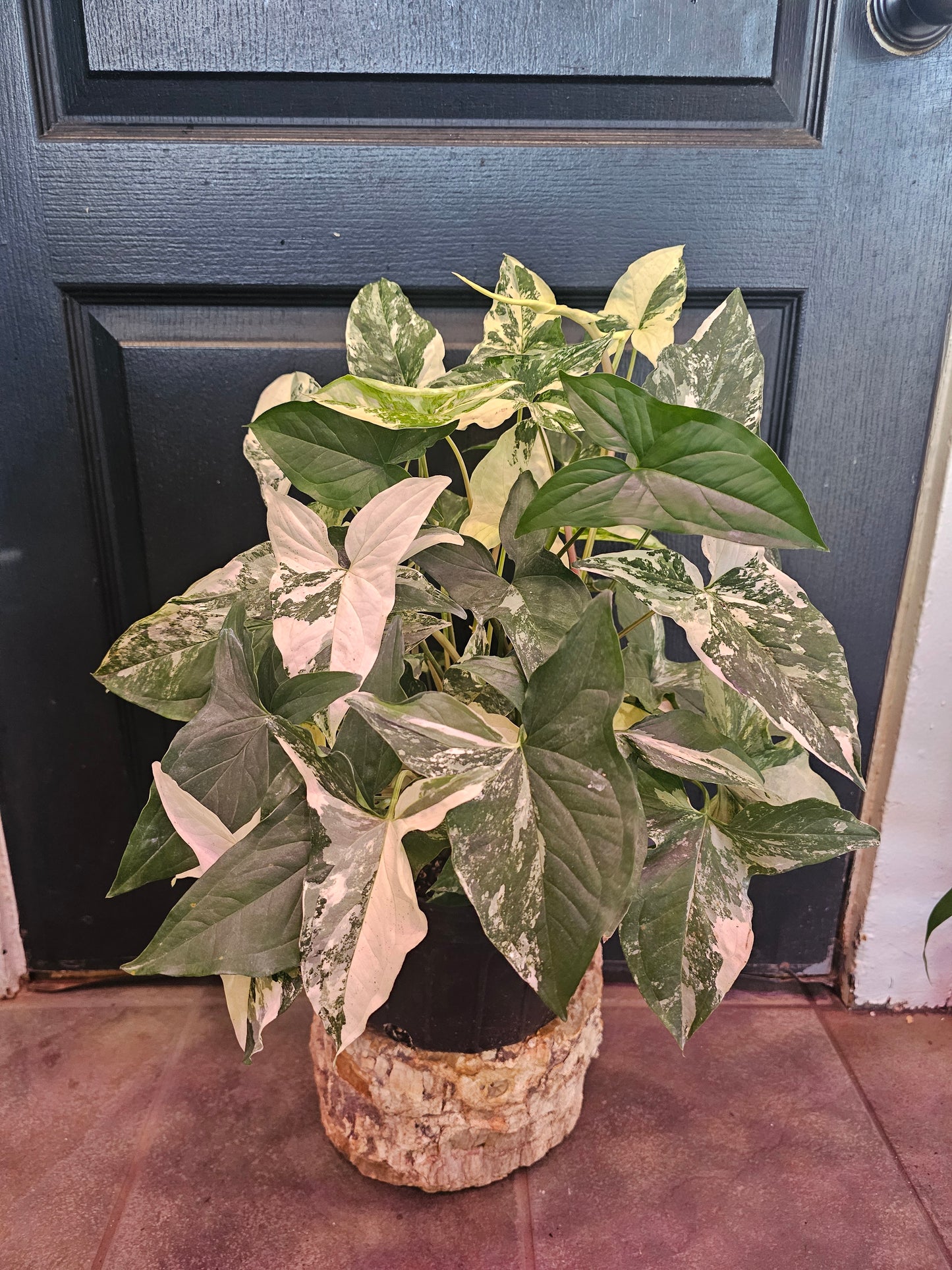 Syngonium Albo