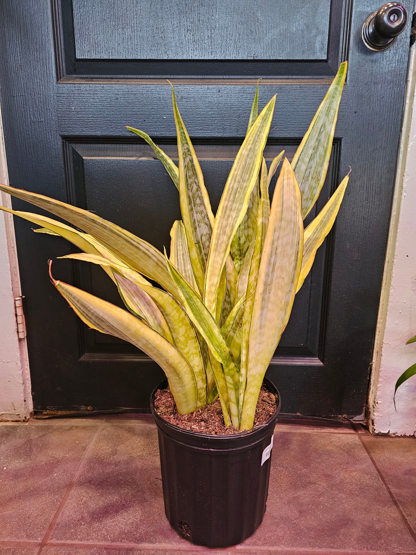 Sansevieria Trifasciata 'Lauren'