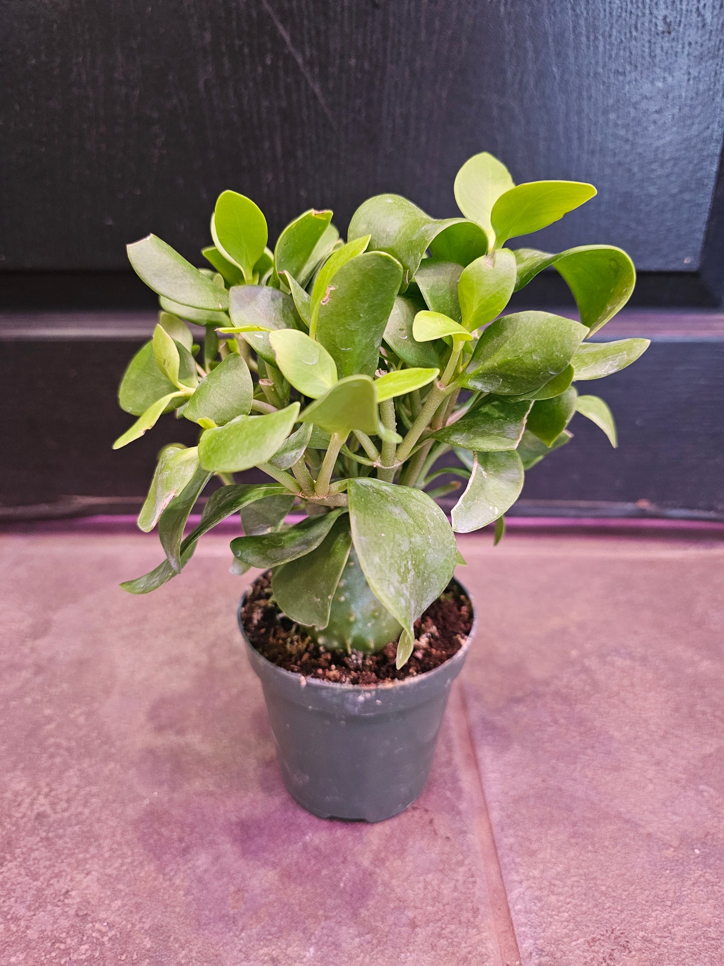 Hydnophytum 'Ant Plant'